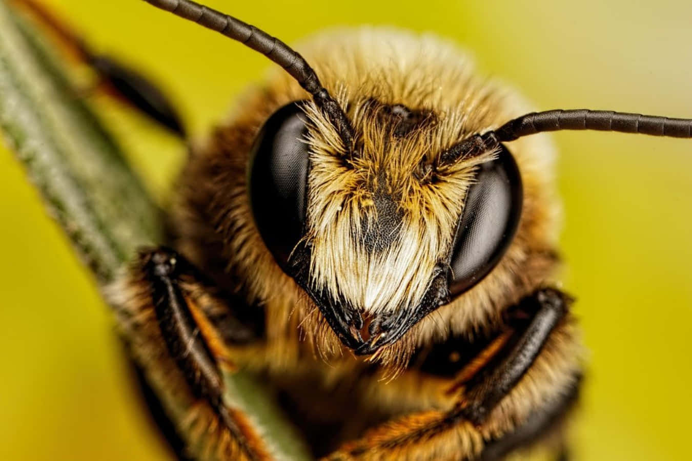 Gelbesniedliches Bienen-nahaufnahme-bild
