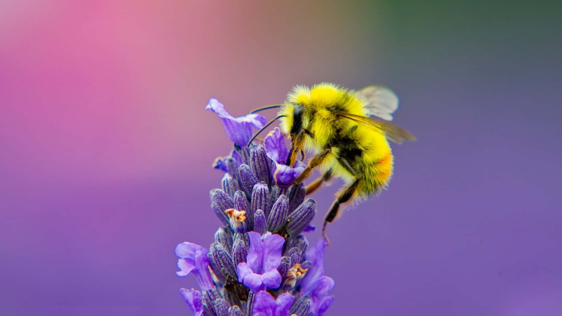 Cute Bee On Lavender Flower Picture