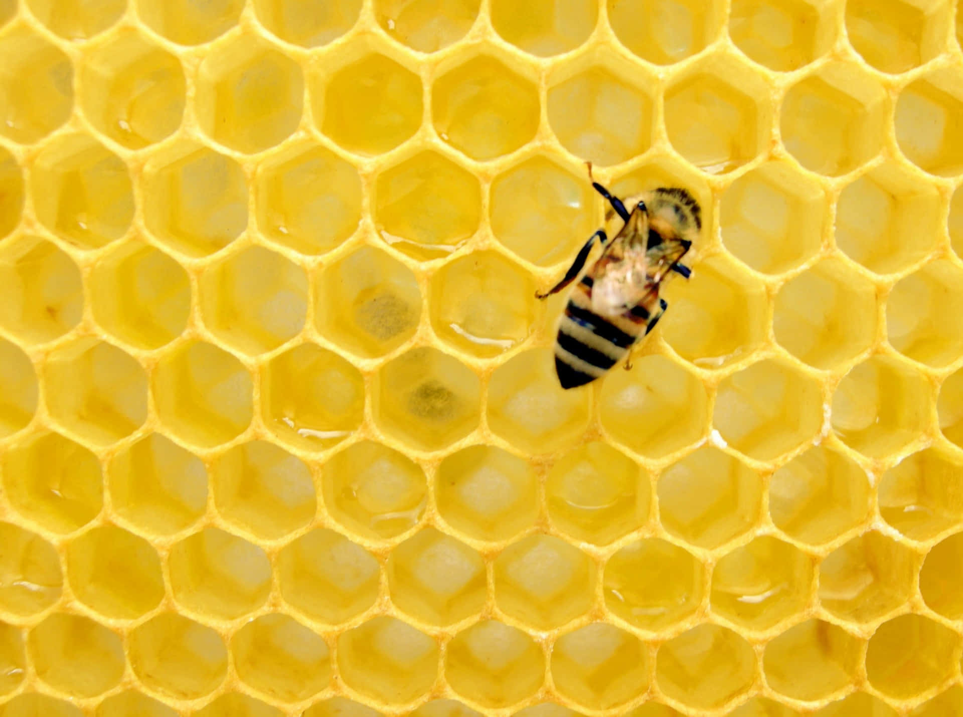 Carinaimmagine Di Un'ape Gialla In Un Alveare