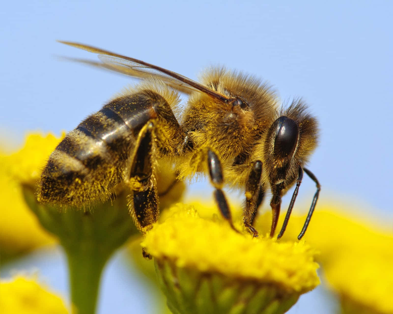 Sød bie ingen blomsterblad billede baggrundsbillede