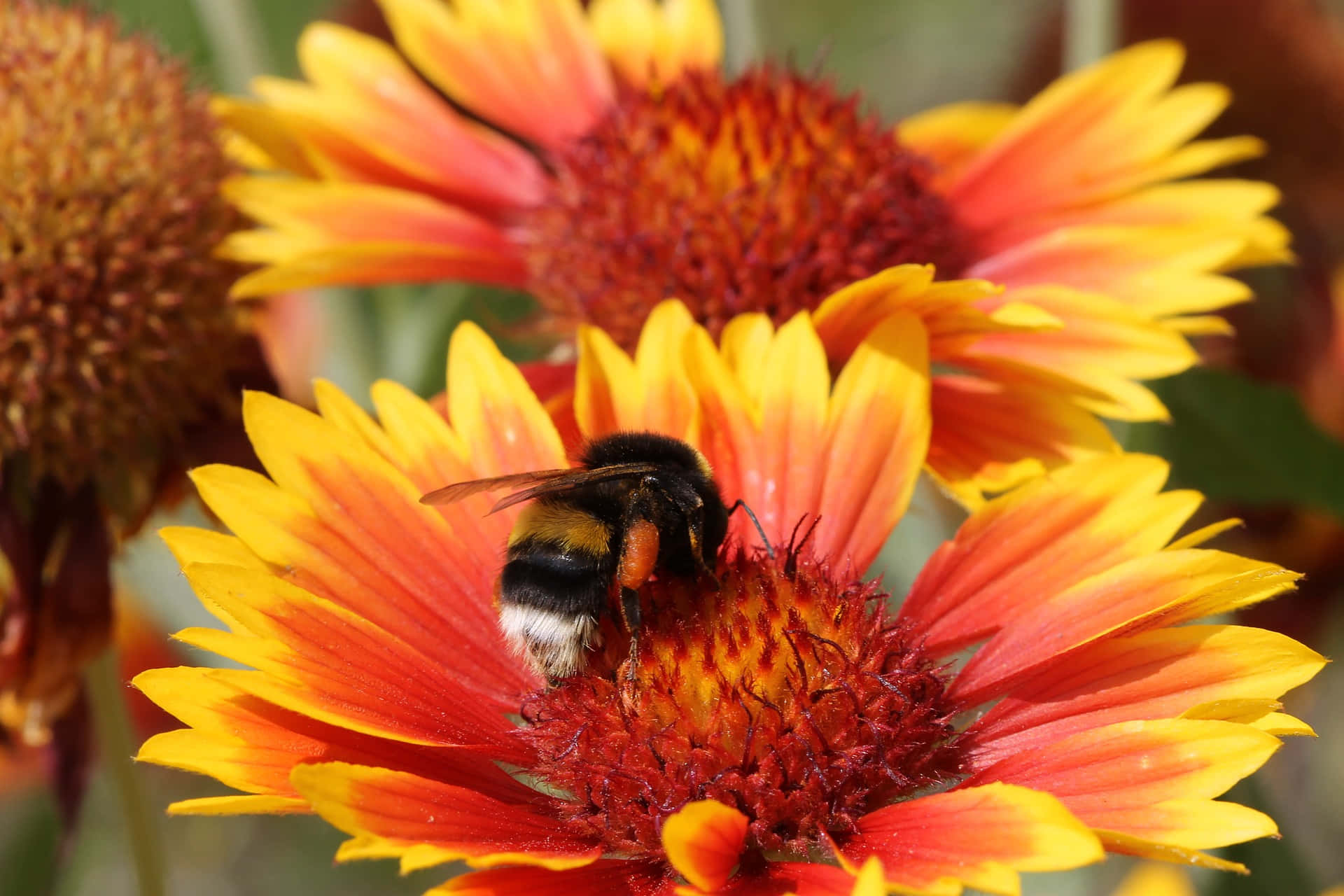 Cute Bee Perching On Indian Blanket Flower Picture