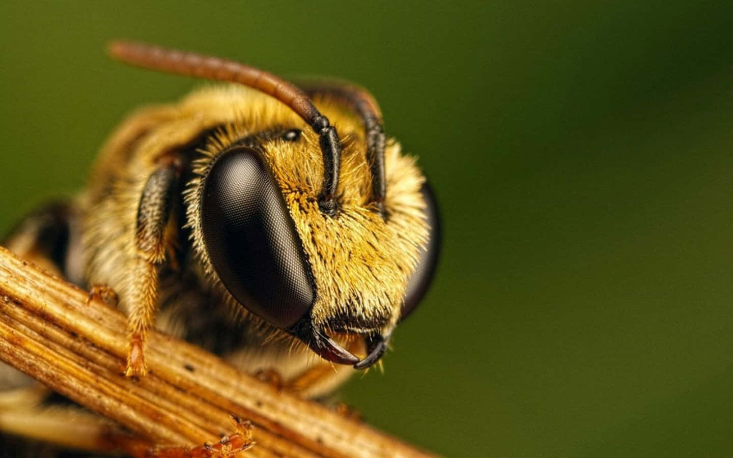 Sød bie der hviler på tørret stamme billede wallpaper