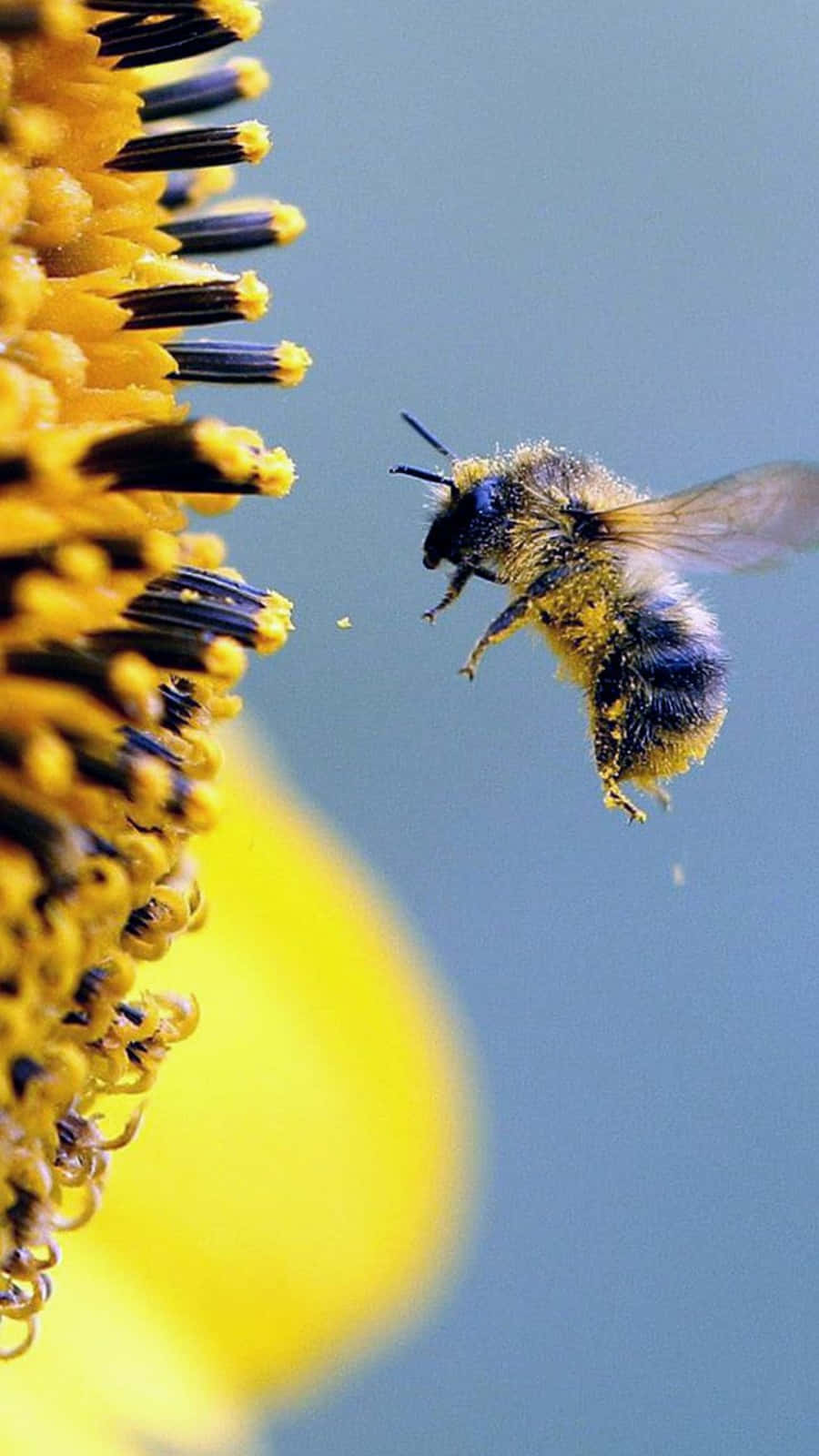 Cute Bee Billeder 900 X 1600