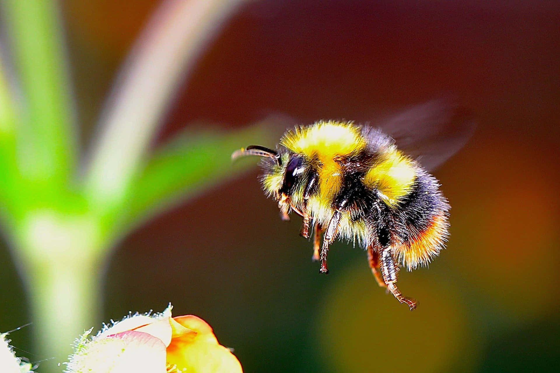 Cute Bee Pictures 1920 X 1280 Picture