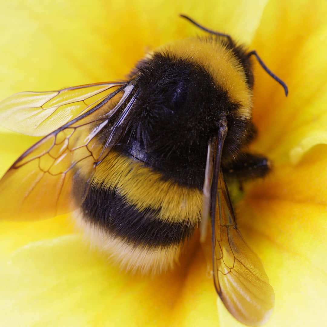 Fælles gul blomst sød bie billede