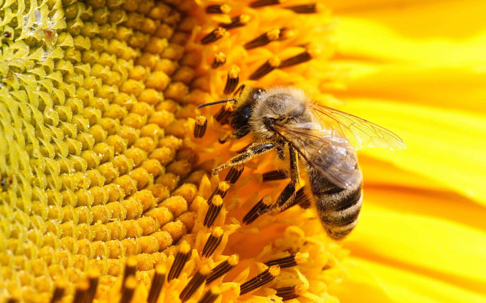 Sonnenblumeals Blickfang Mit Niedlichem Bienenbild