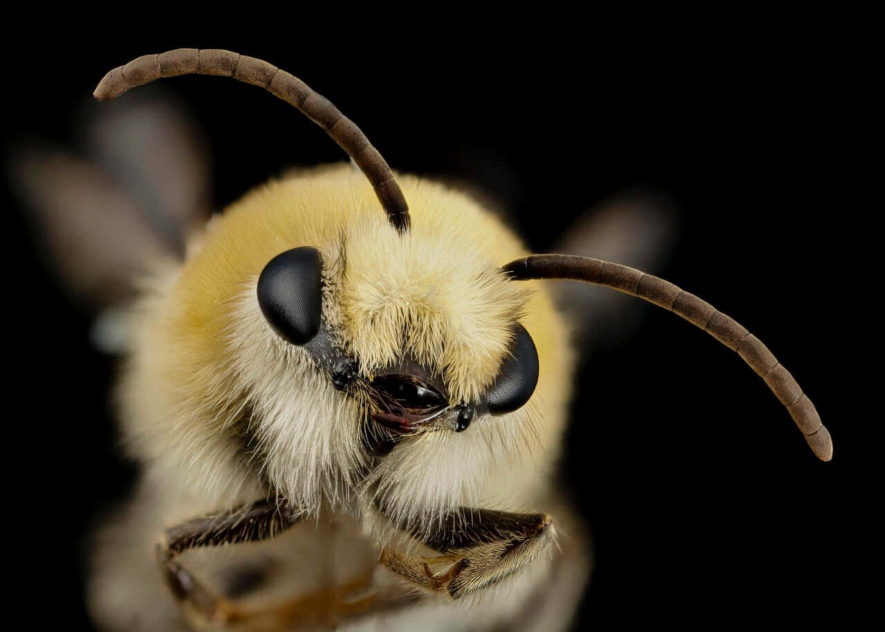 Furry Cute Bee Close-up Picture