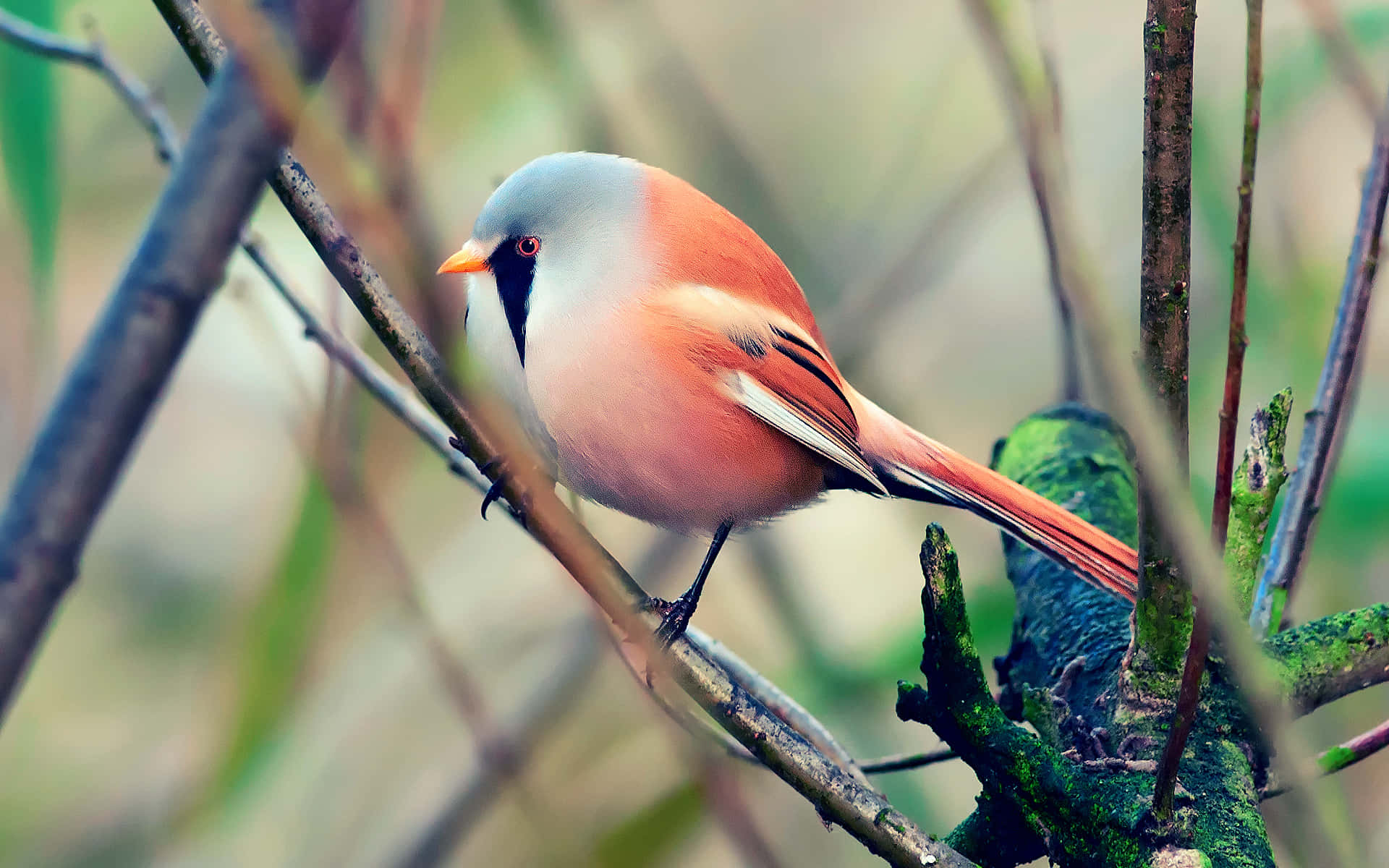"'Cute Bird' Sitting on a Flower-Covered Branch"