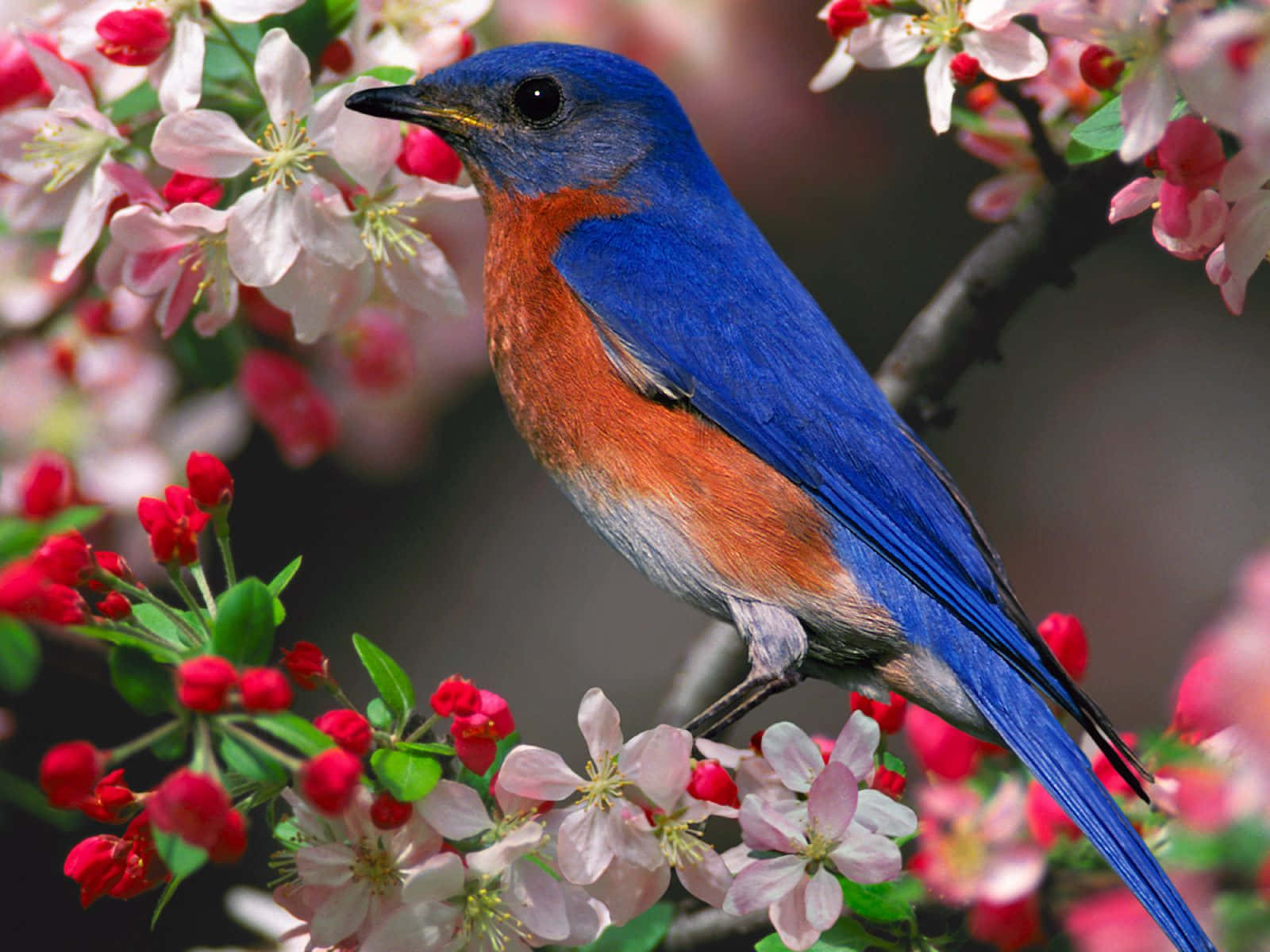 En blå fugl sat på et grene af blomster