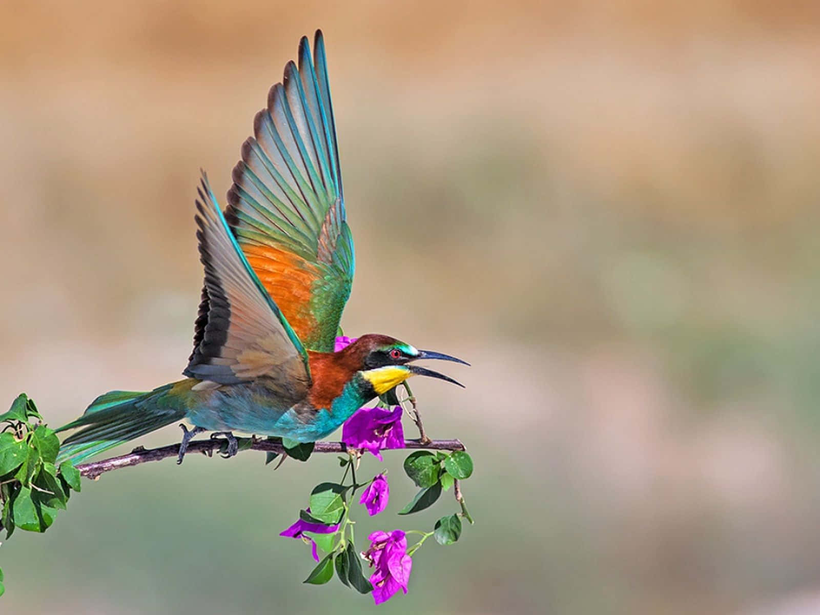 En farverig fugl flyver over en blomstermark