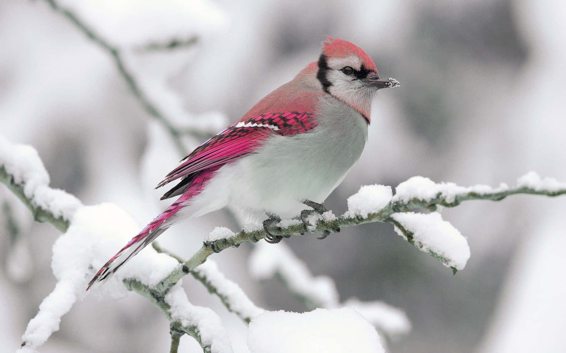 En fugl sidder på en sne dækket gren