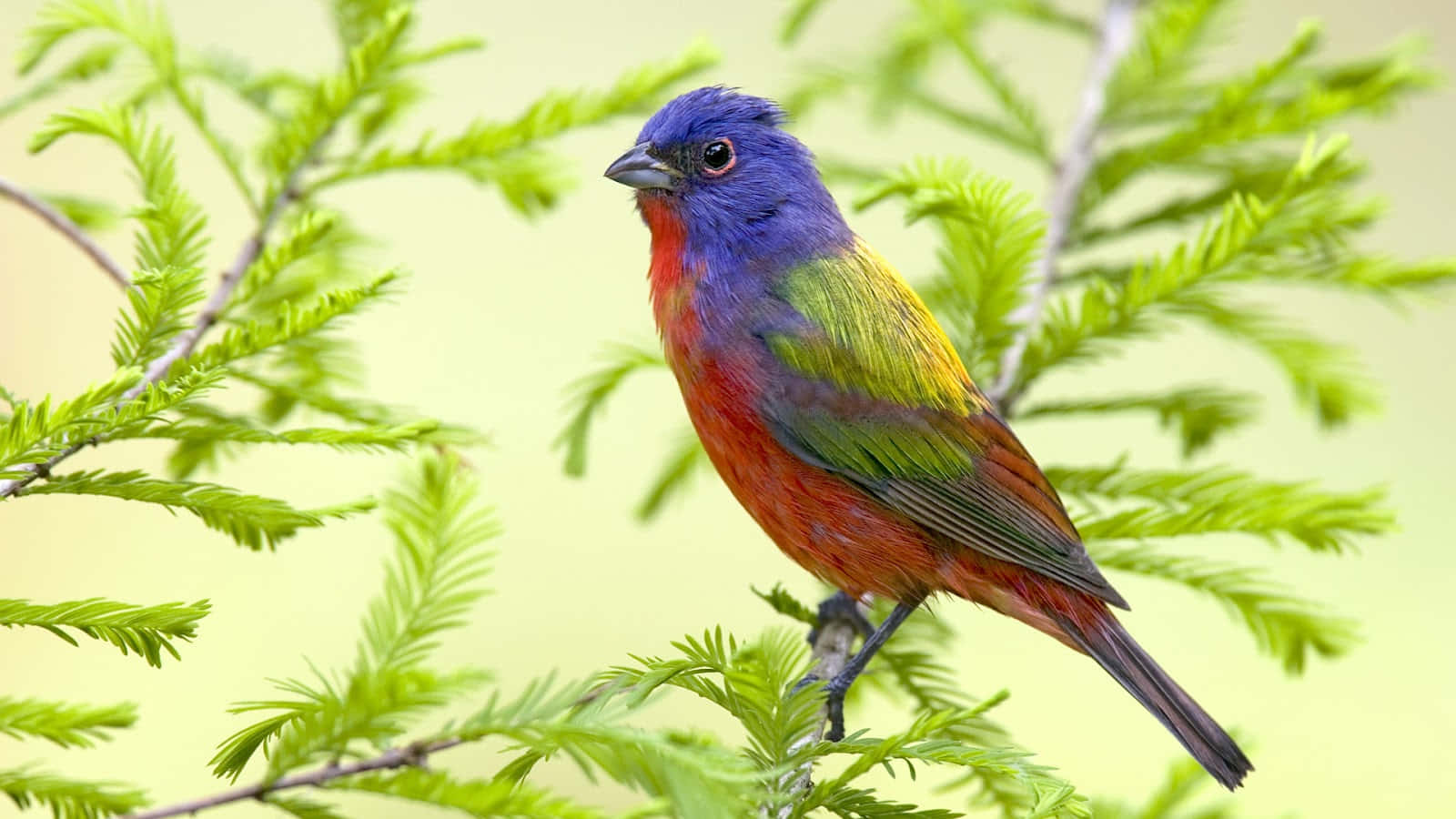 A Colorful Bird Is Sitting On A Branch