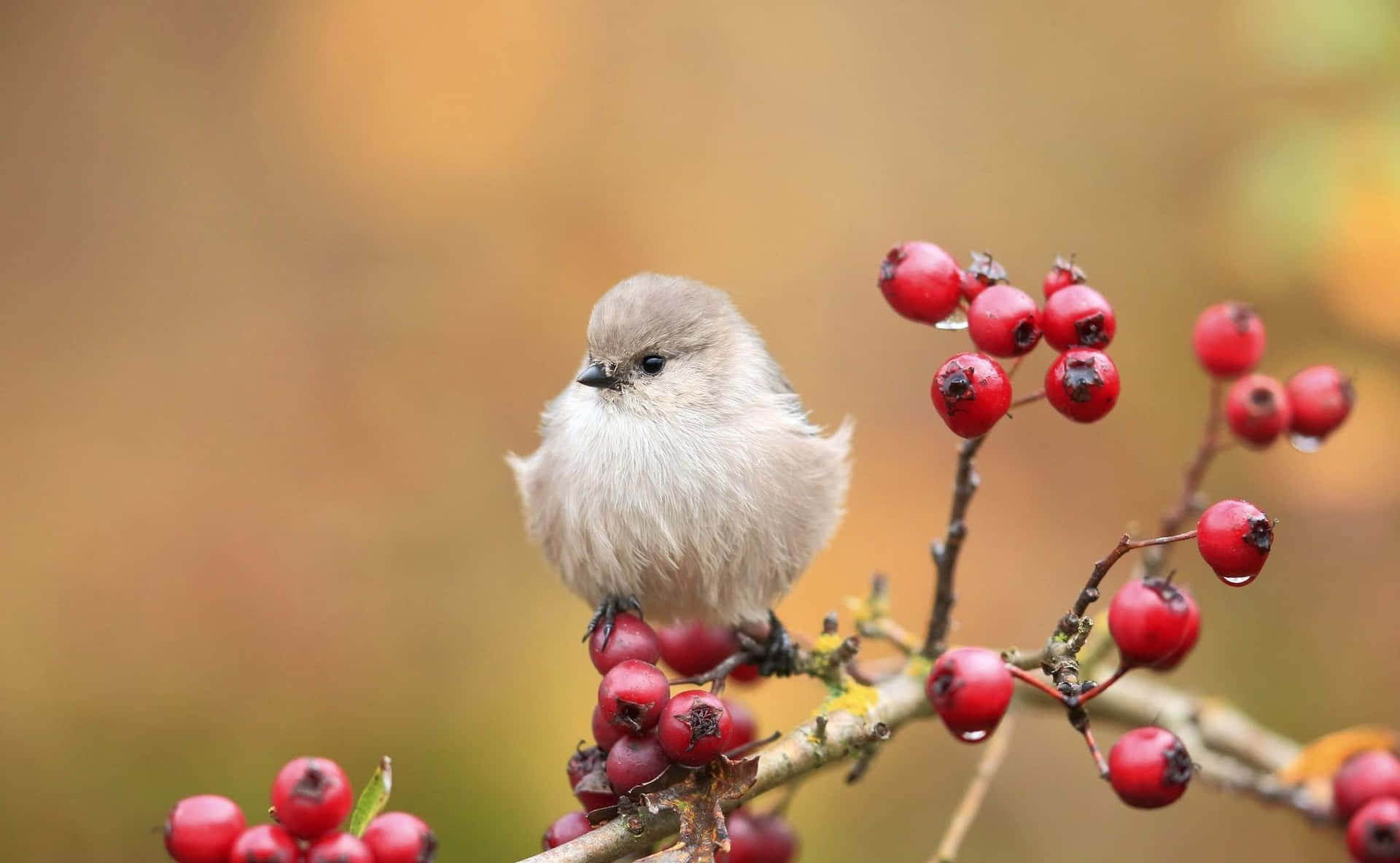En lille fugl sidder på en gren med røde bær
