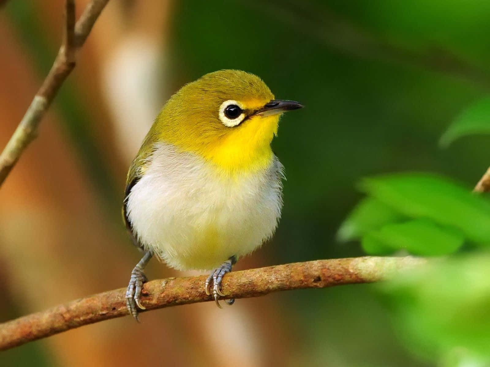 A Cute Little Bird Sitting Content in Nature