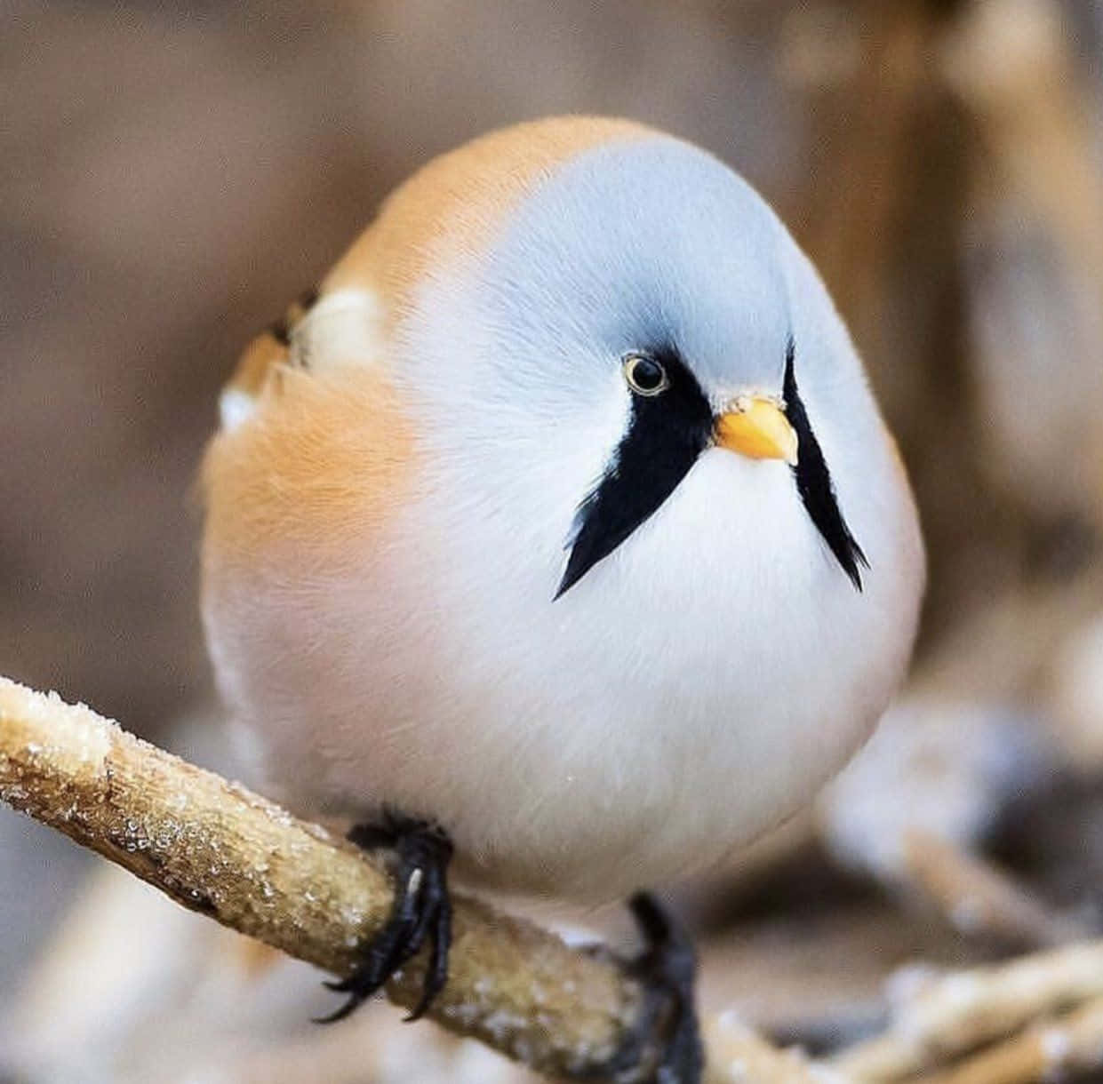 Image  A Close-Up of a Cute Bird