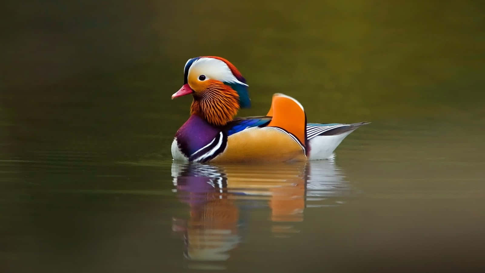Unhermoso Pájaro De Colores Brillantes Posado En Una Rama