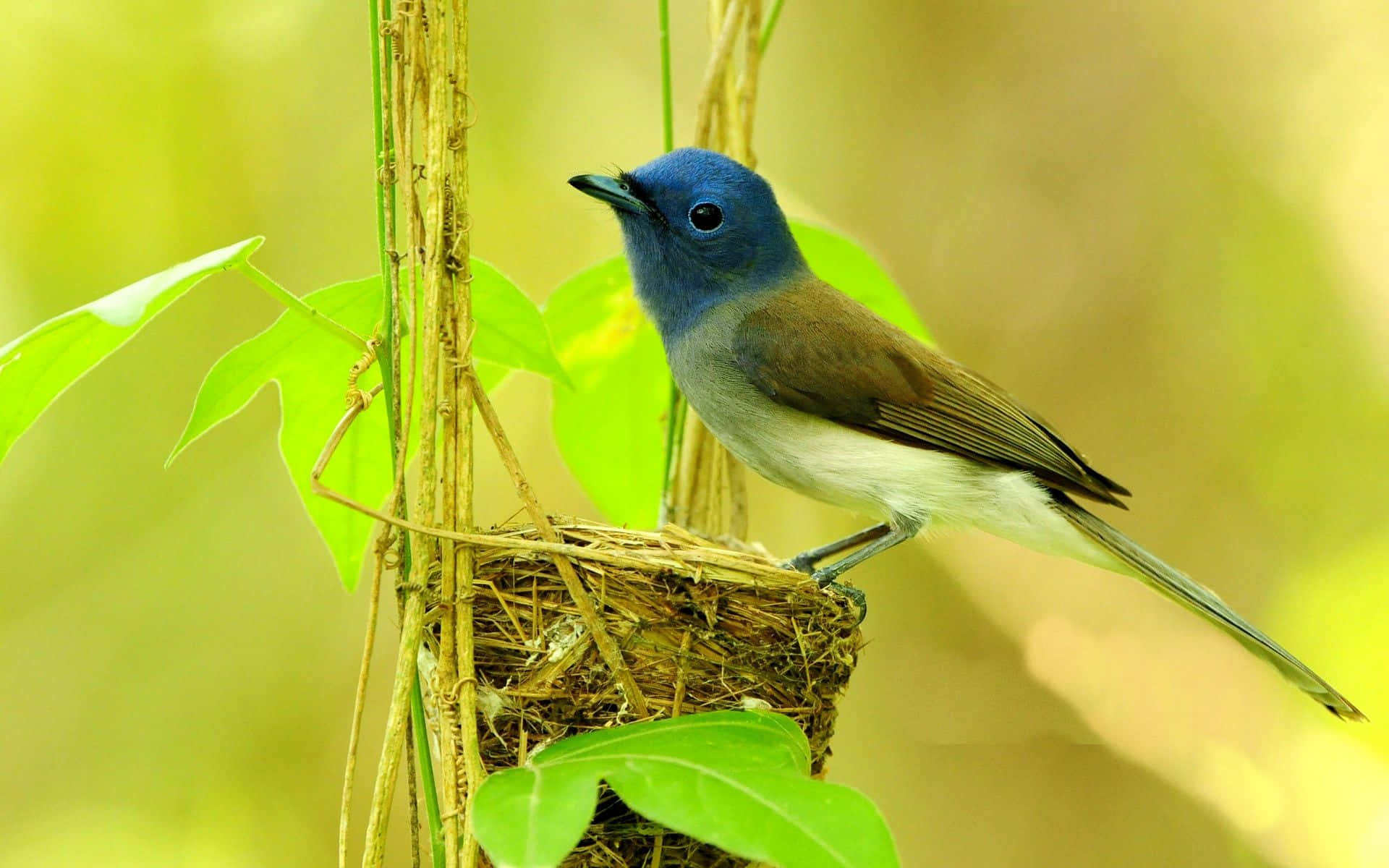 A Blue Bird Perched On A Nest In The Forest