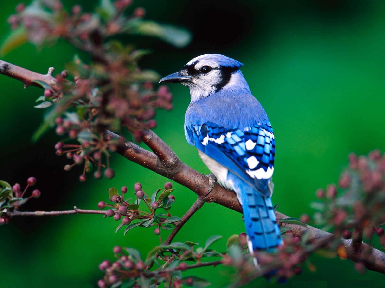 A Blue Bird Is Sitting On A Branch With Green Leaves