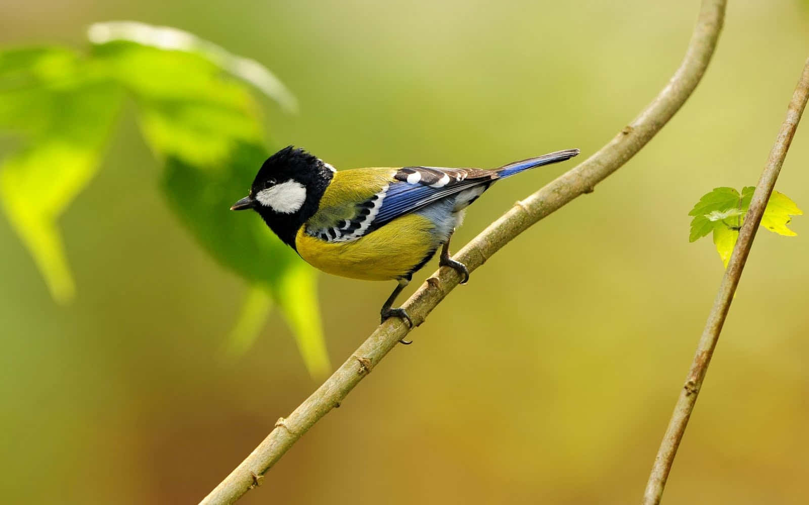 En charmerende lille fugl siddende højt oppe i et evergreen træ