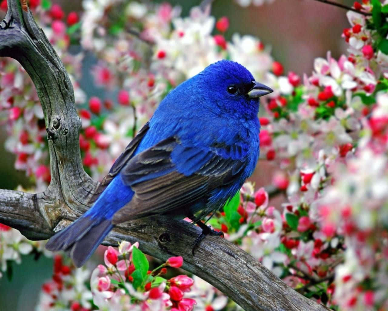 Enblå Fågel Sittande På En Gren Med Rosa Blommor