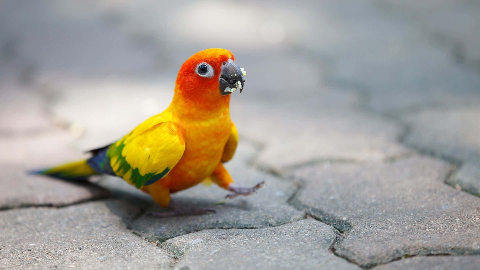 A sweet little bird just looking for a friend