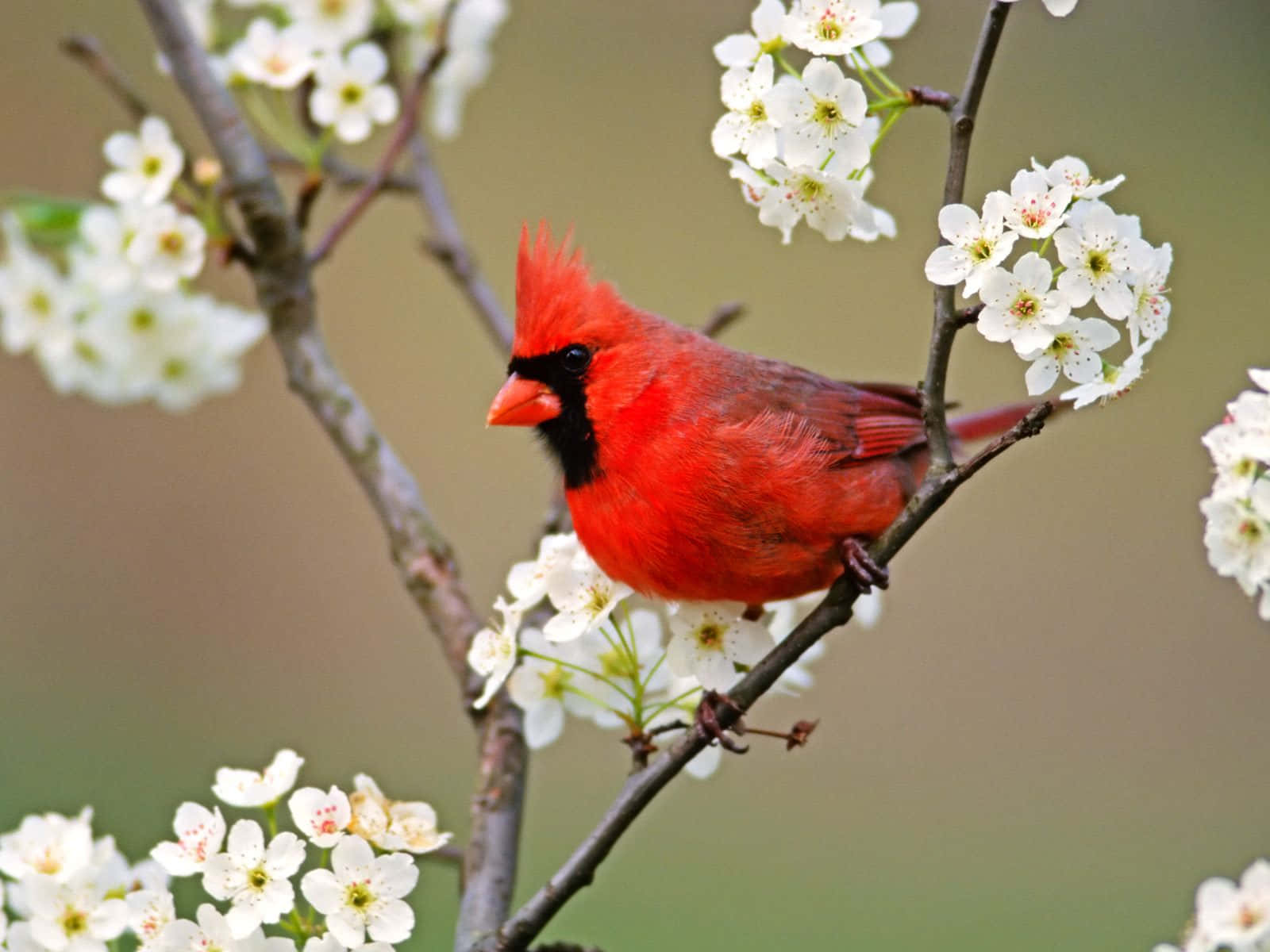 Einschöner, Süßer Vogel Sitzt Auf Einem Baum
