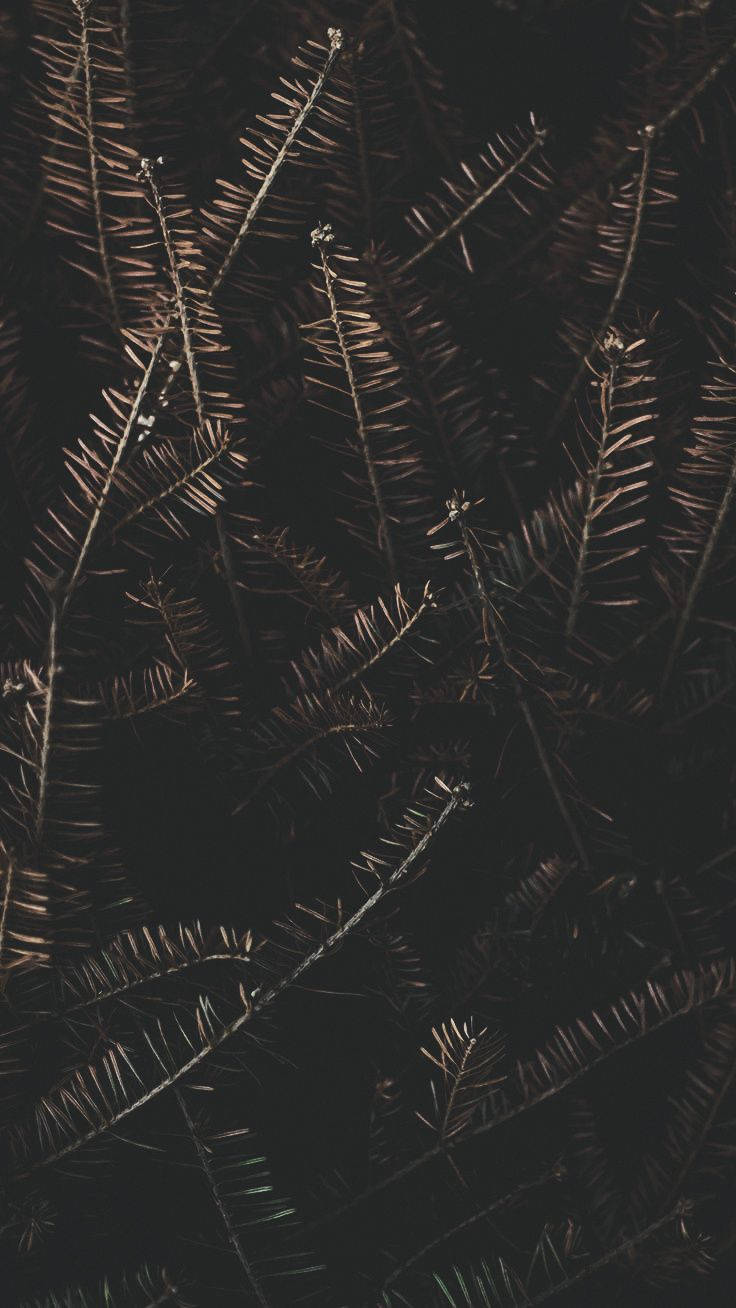 Cute Black Aesthetic Dead Pine Wallpaper