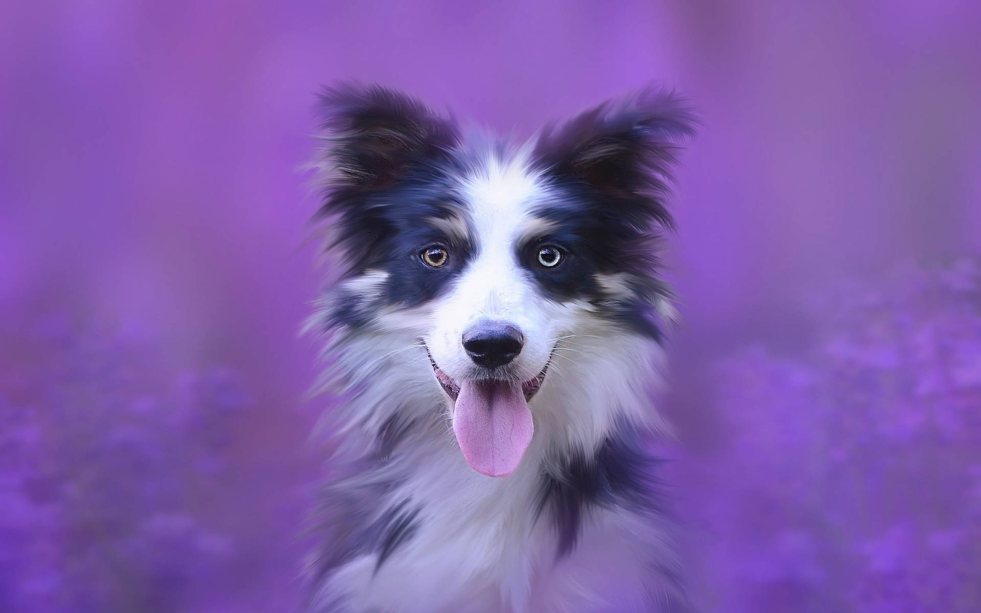 Cute Black And Purple Aesthetic Dog Wallpaper