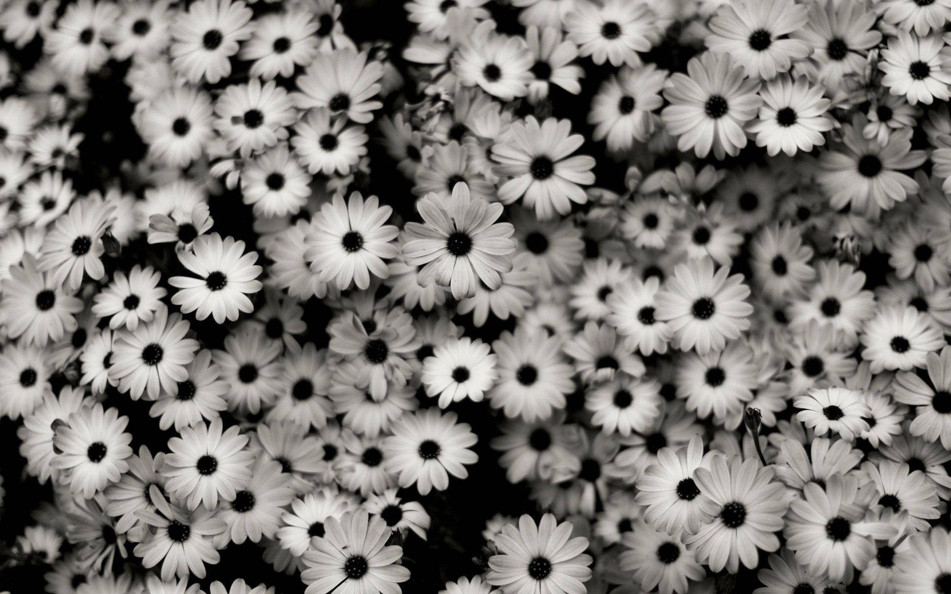 Cute Black And White Aesthetic Batch Of Flowers Wallpaper