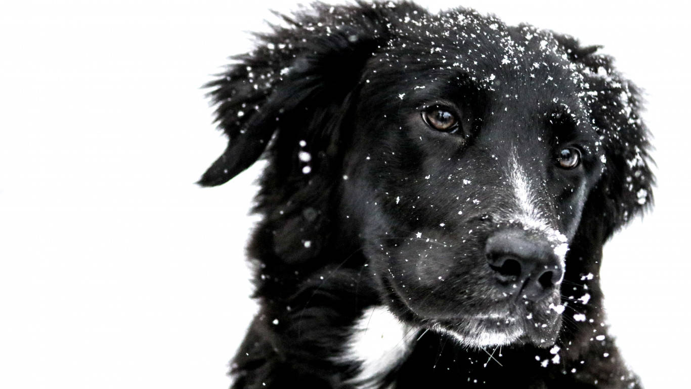 Cute Black And White Aesthetic Dog With Snow Wallpaper