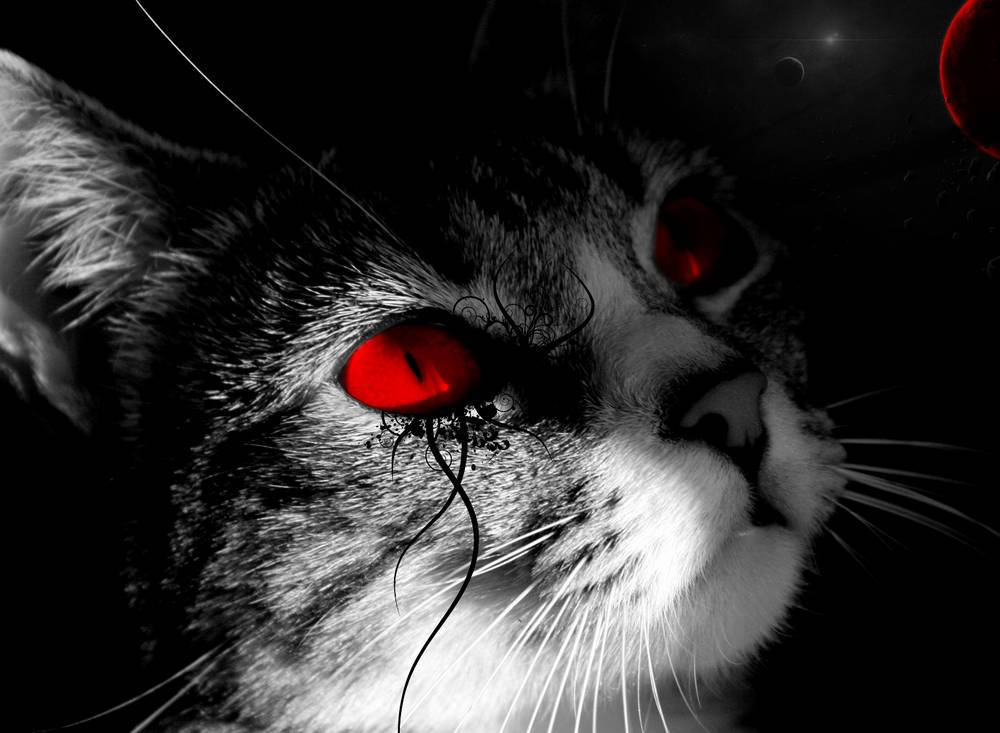 Cute Black And White Aesthetic Kitten With Red Eyes