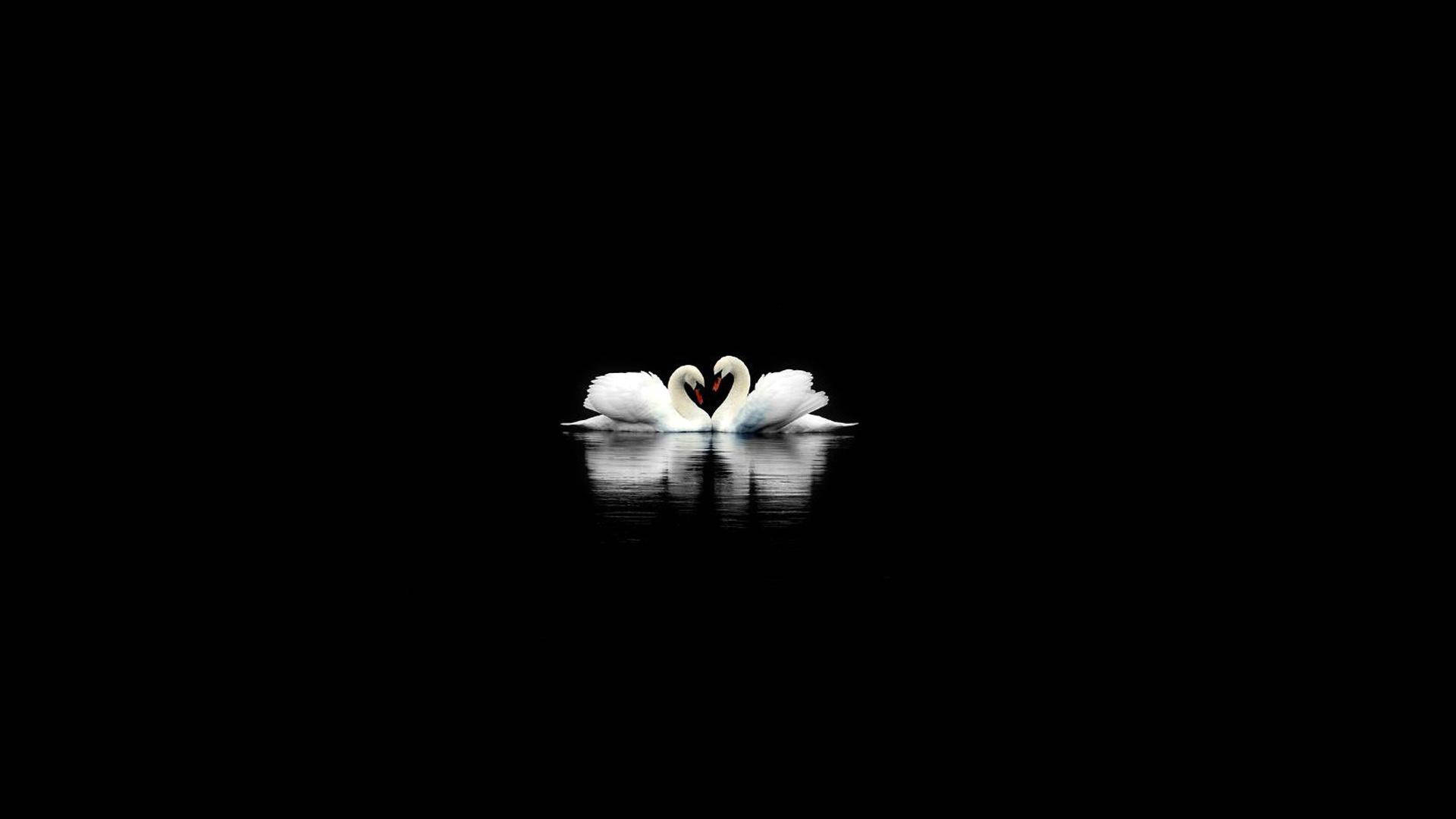 Cute Black And White Aesthetic Swans Swimming