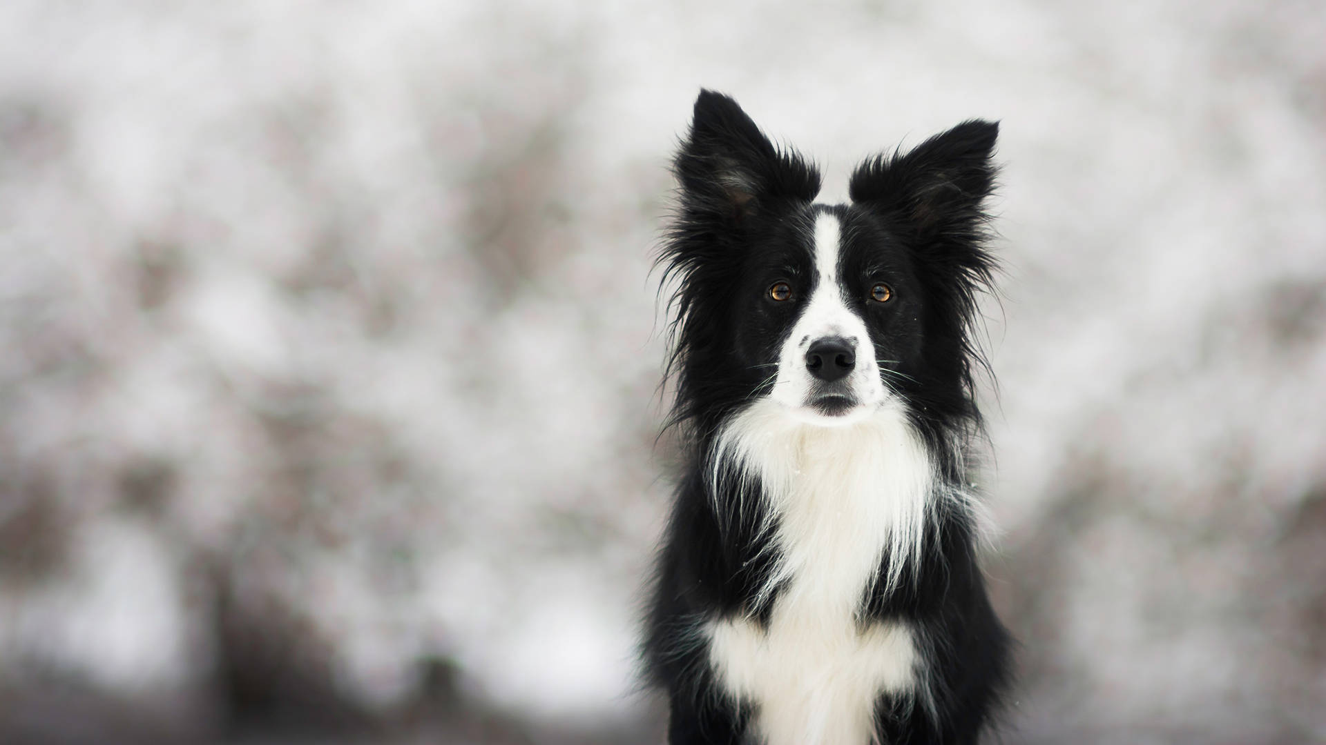 Cute Black And White Border Collie Dog Background