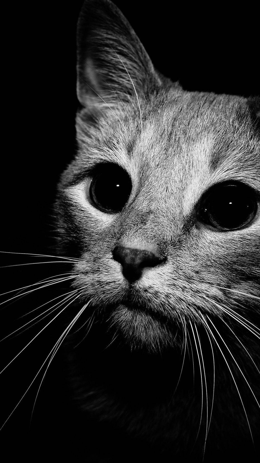 Cute Black And White Cat Close-up Wallpaper