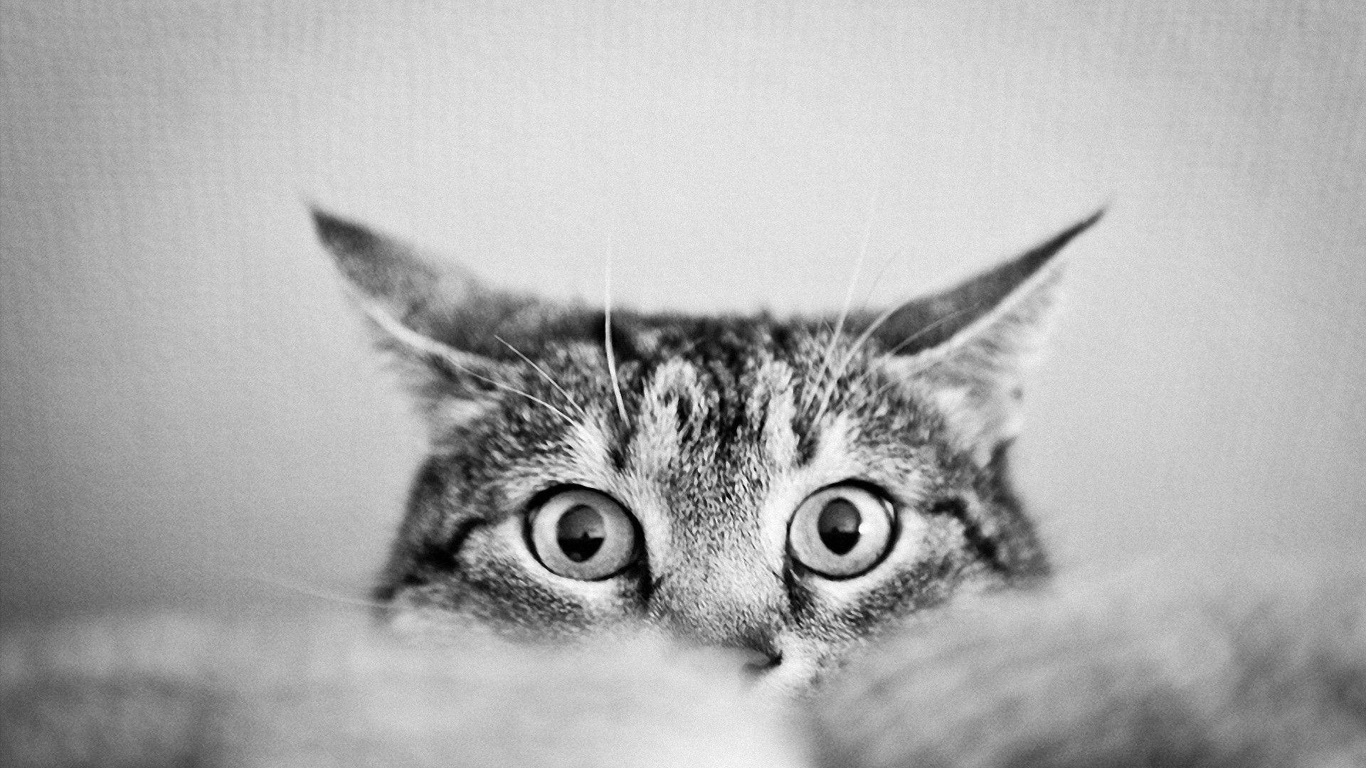 Cute Black And White Tabby Cat Wallpaper