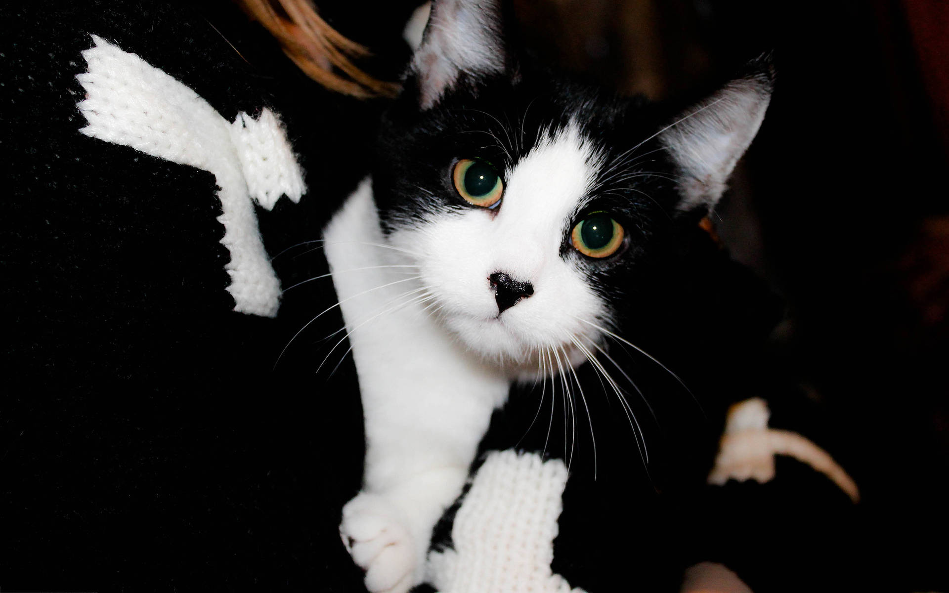 Cute Black And White Tuxedo Cat Wallpaper