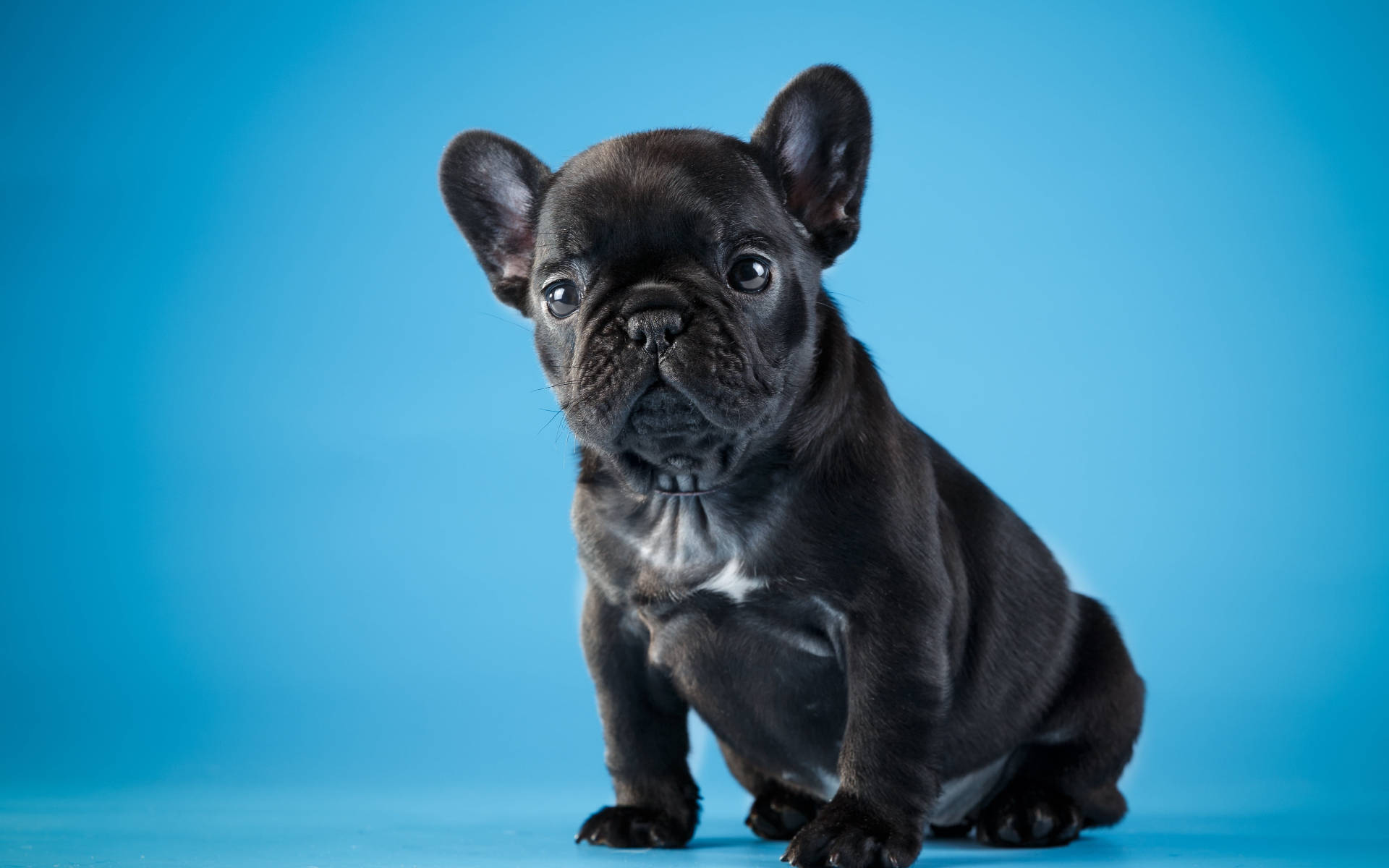 Cute Black Bulldog Puppy Wallpaper