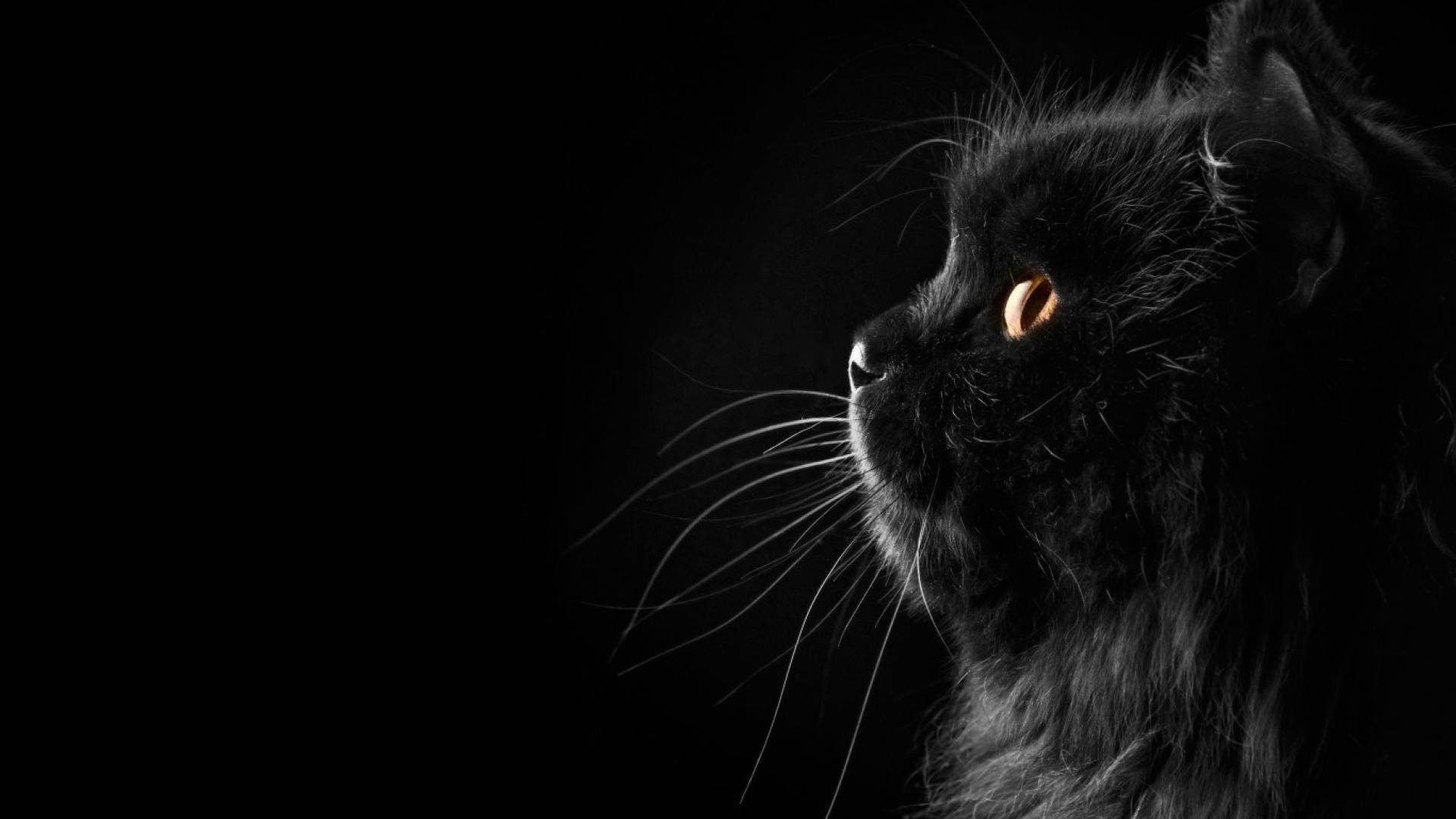 Cute Black Cat Lounging In Soft Light Wallpaper