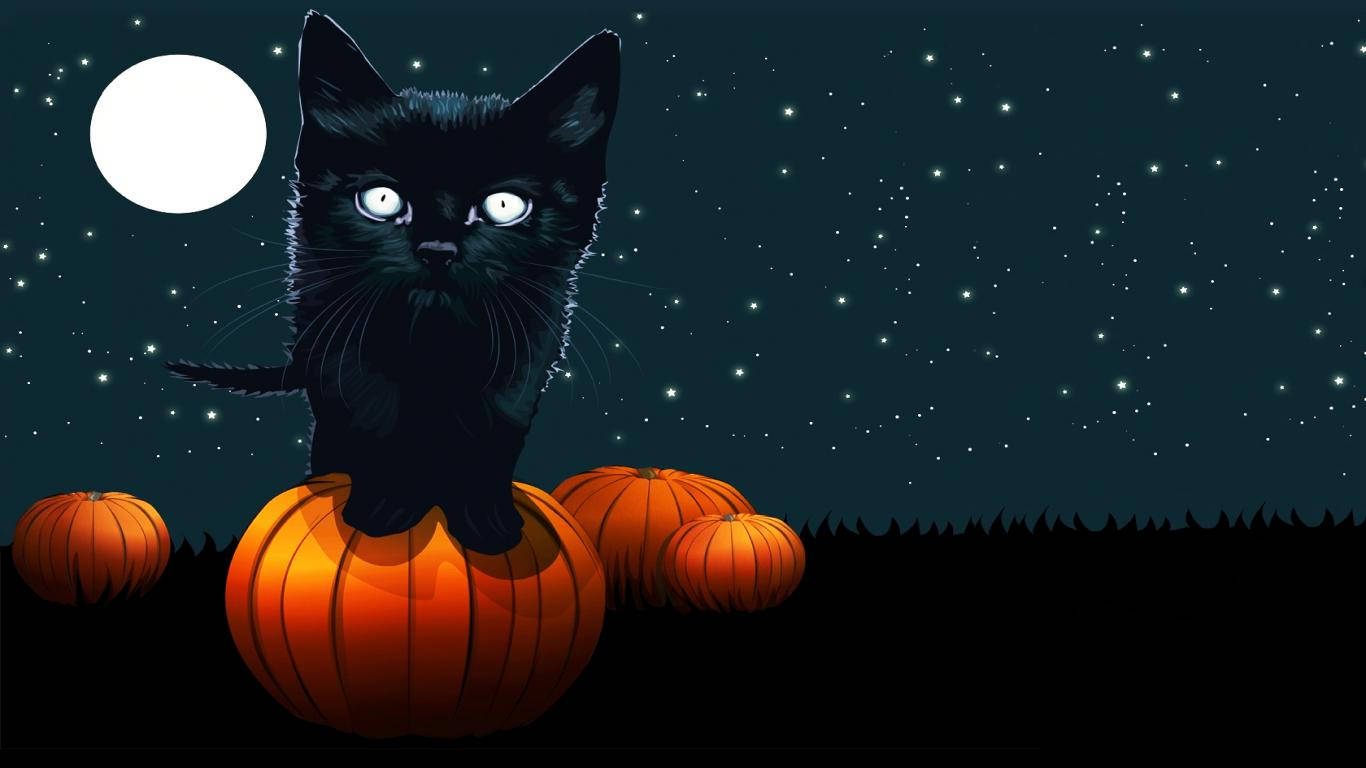 Cute Black Kitten On Pumpkin Wallpaper