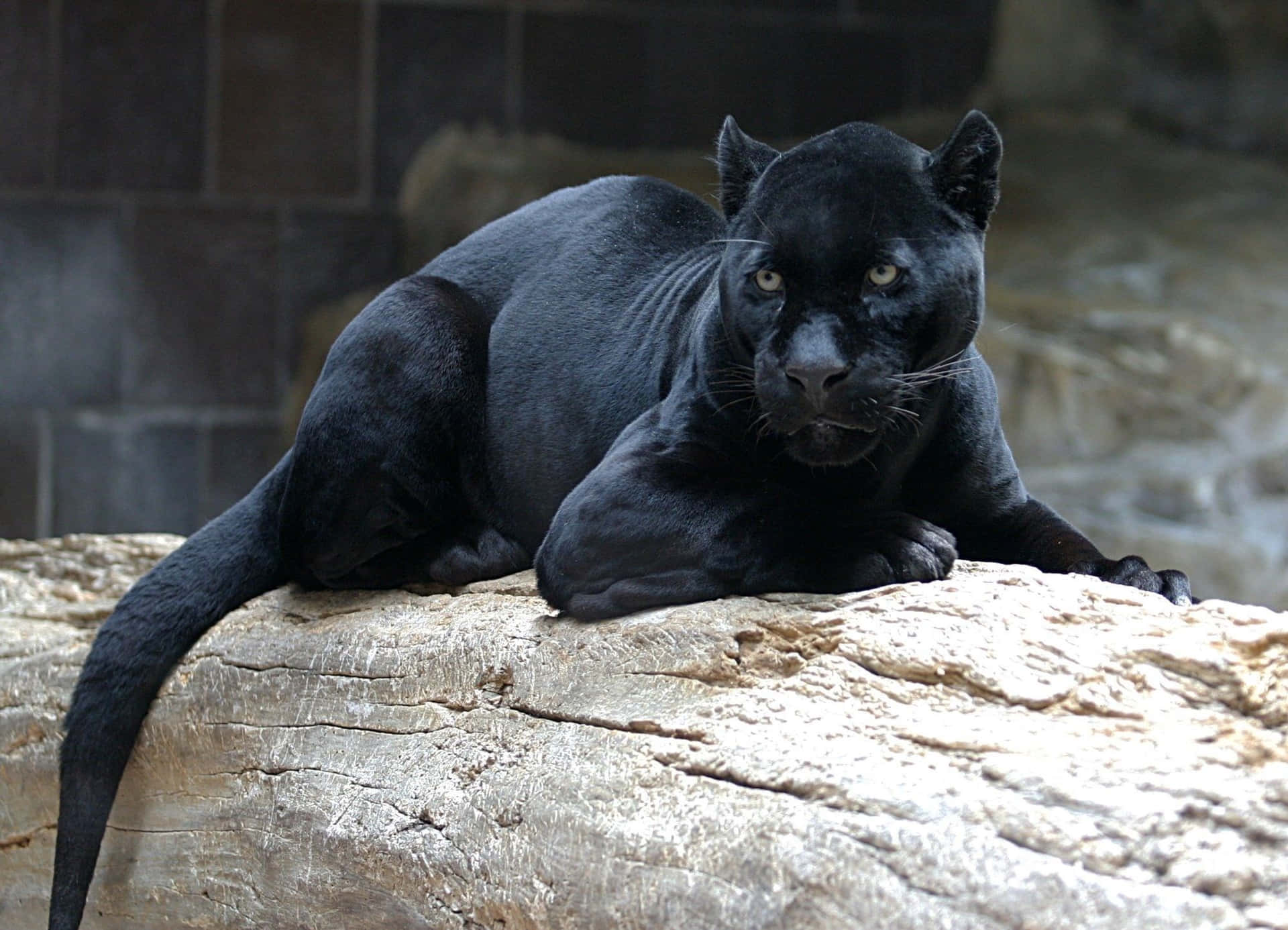 Se på denne søde sorte panther! Wallpaper