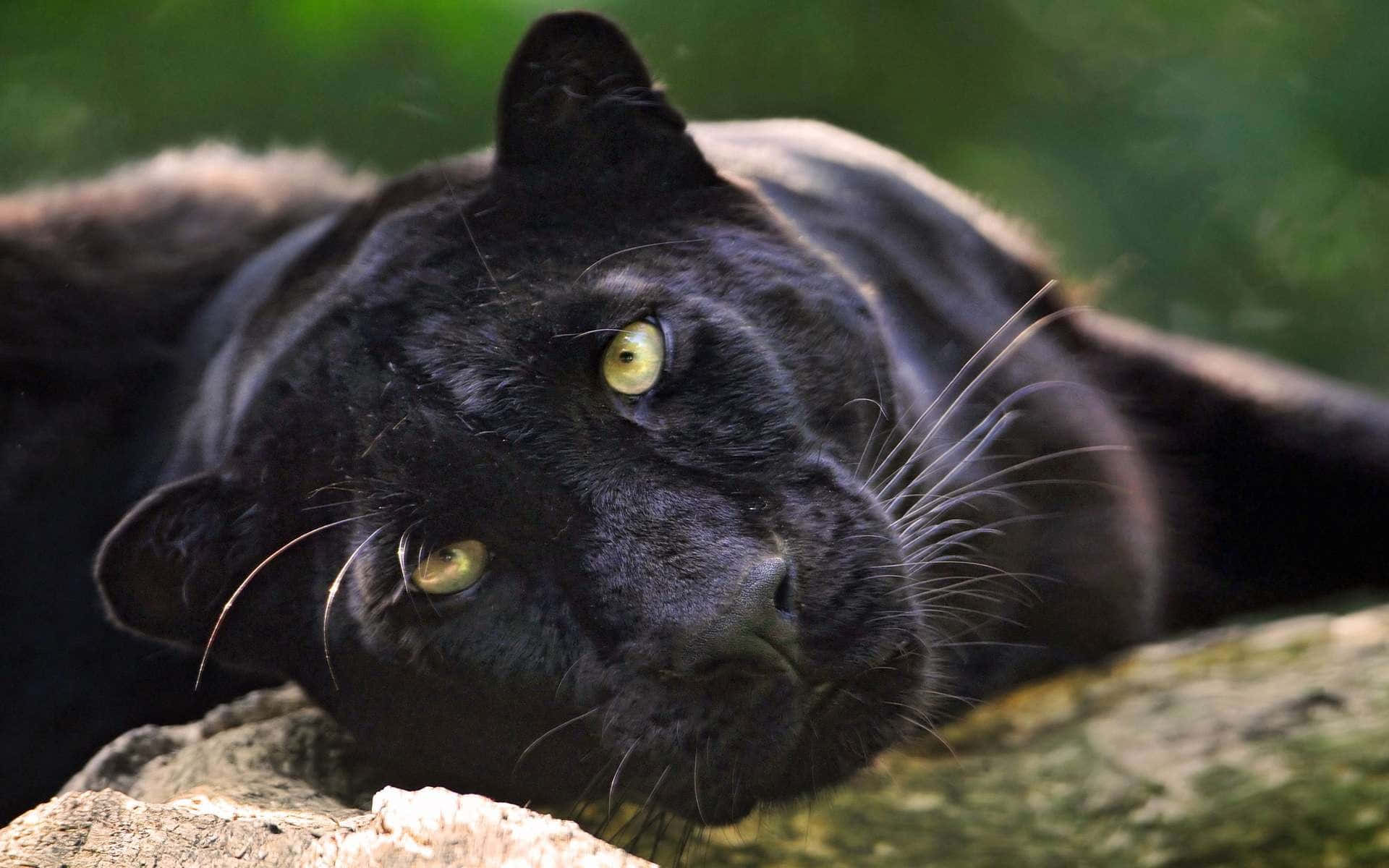 Den søde sorte panther hviler på et træ. Wallpaper