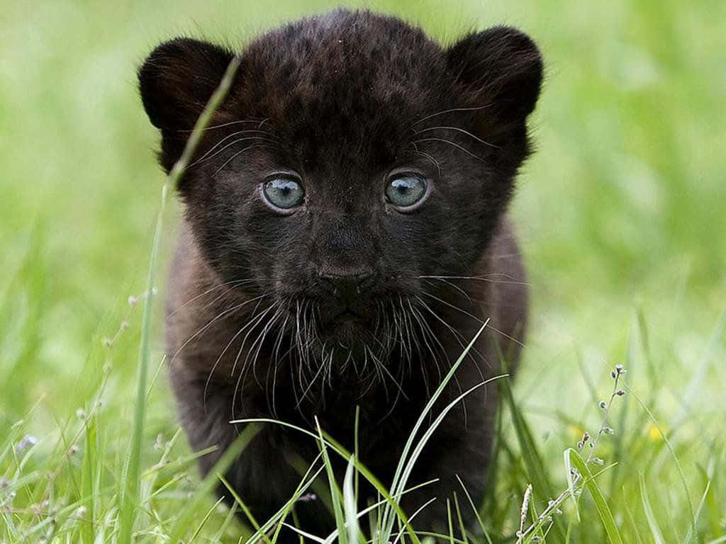 En sød sort panther ligger og slapper af i vildmarken. Wallpaper