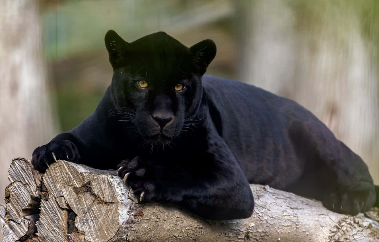A Cute Black Panther Staring Intently Wallpaper
