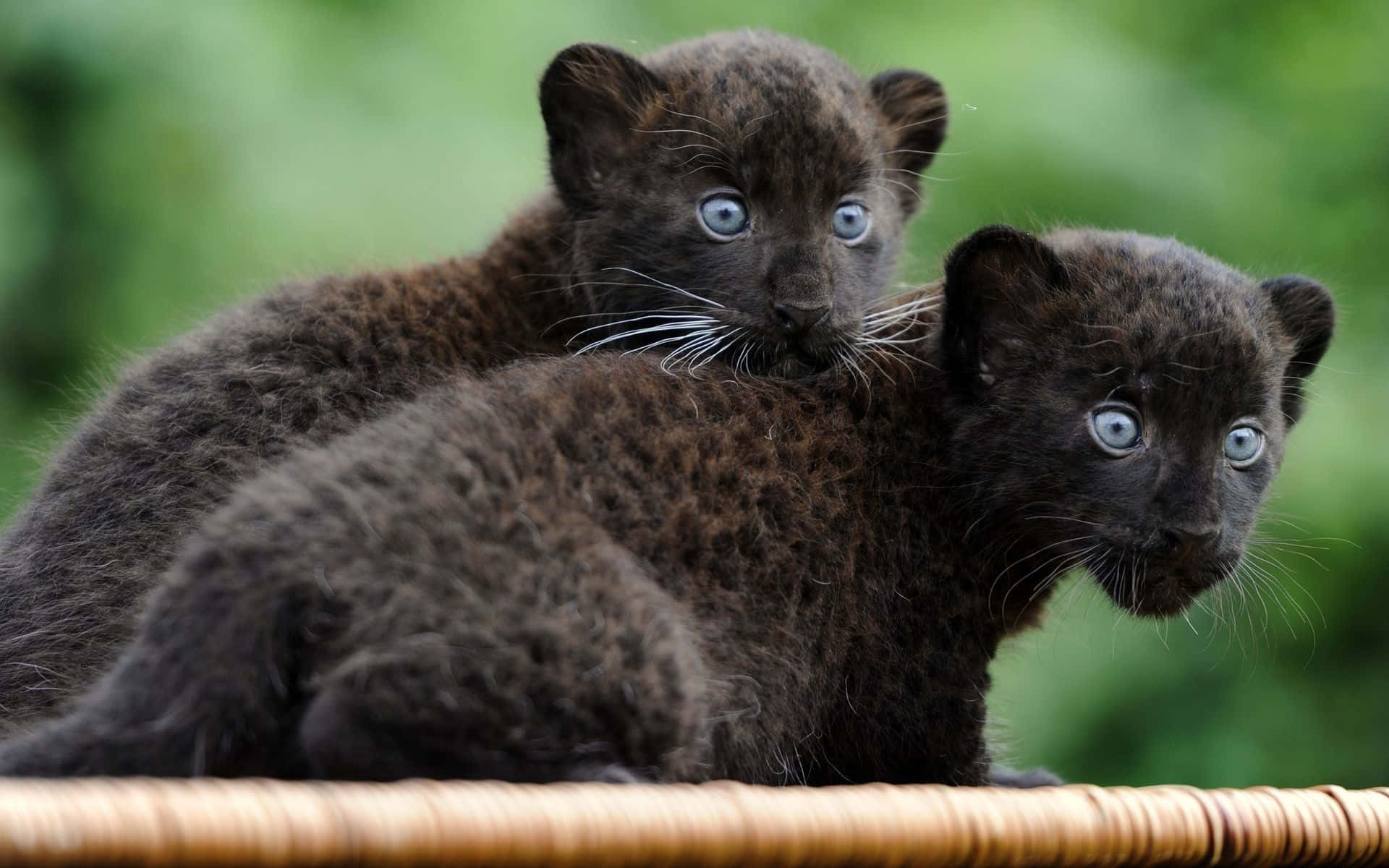 cute baby black leopards