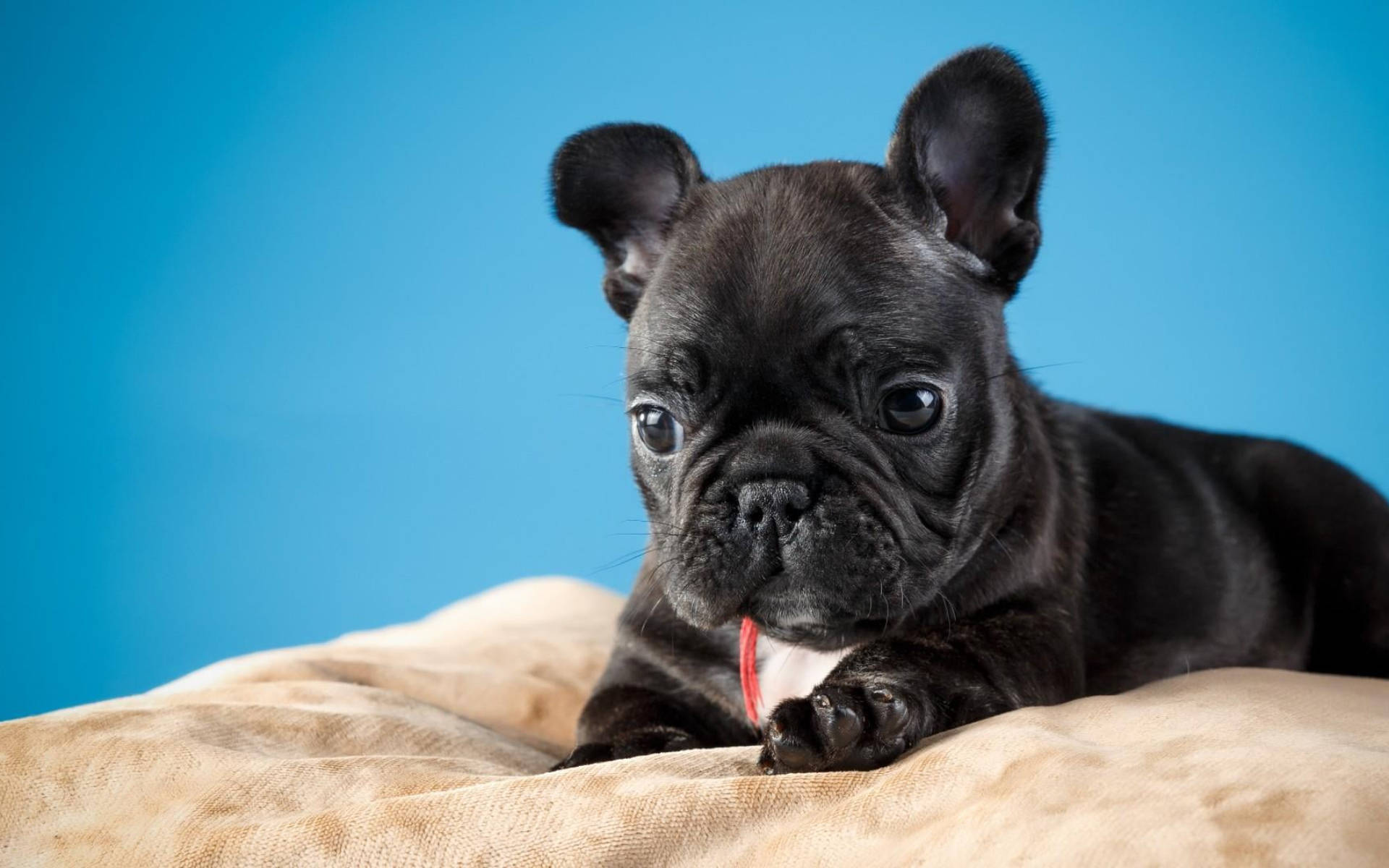 Cute Black Puppy On Pillow Wallpaper