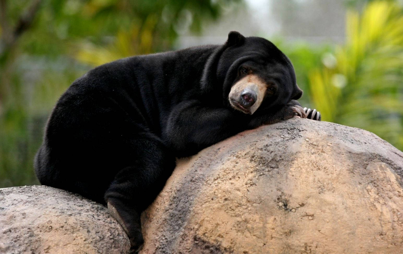 Cute Black Sleeping Bear Wallpaper