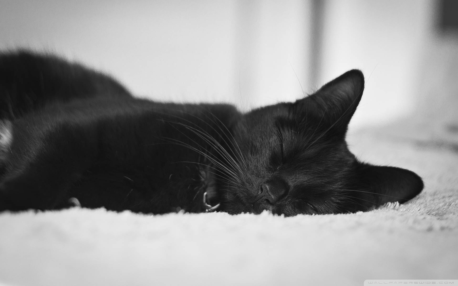 Cute Black Sleeping Cat Wallpaper