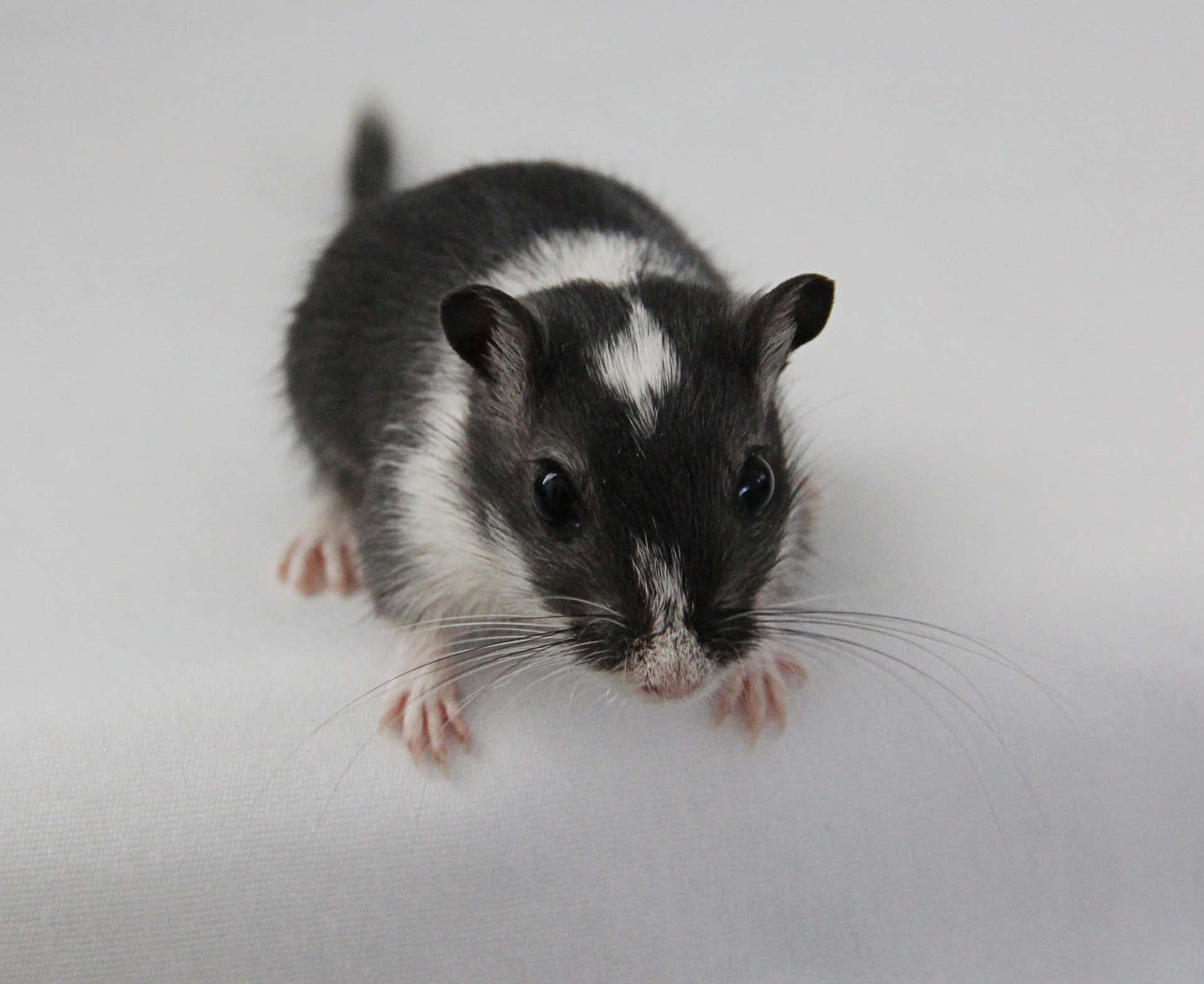 Cute Blackand White Gerbil Wallpaper