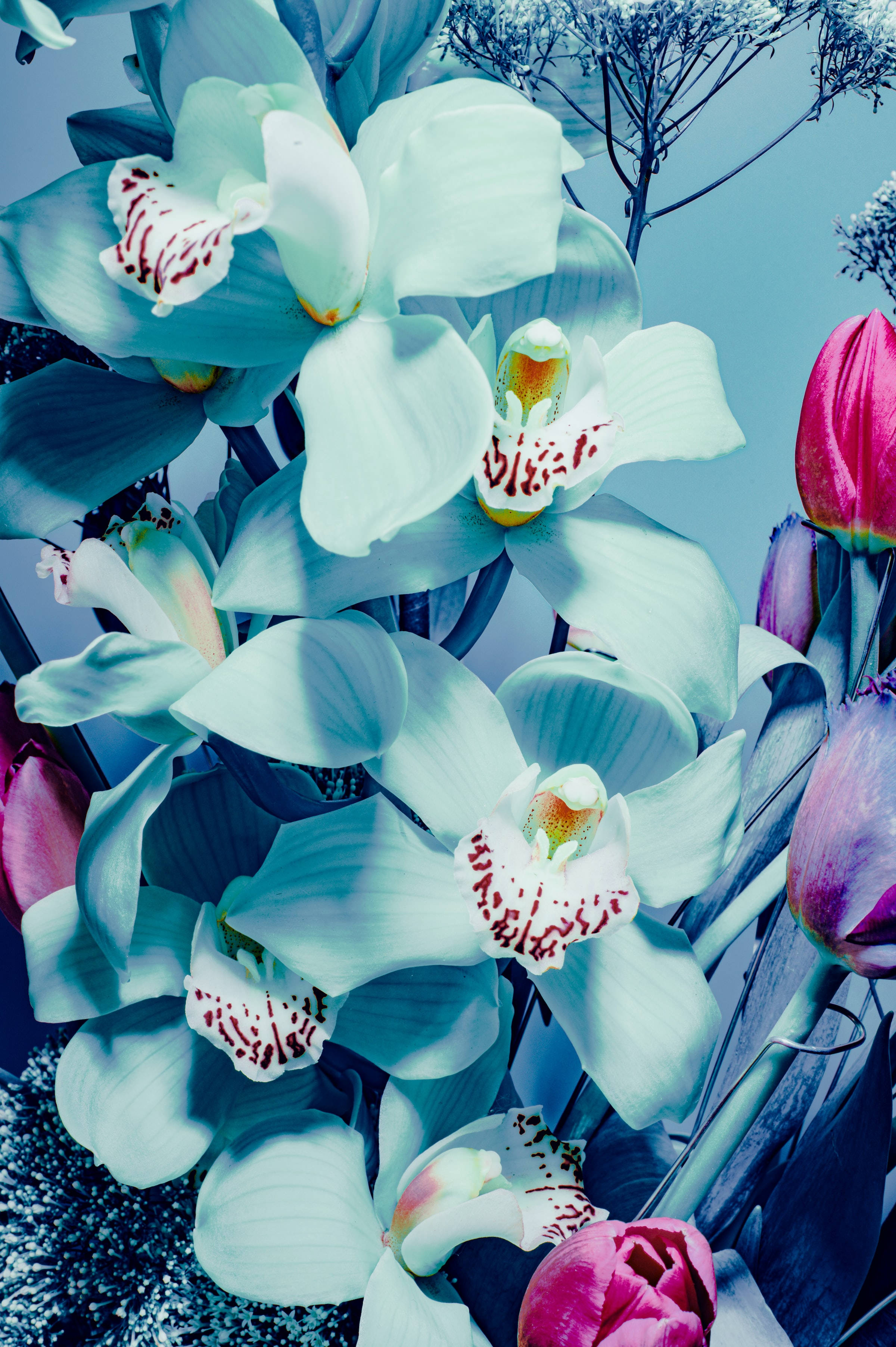Cute Blue Aesthetic Blue Orchids Flower Wallpaper