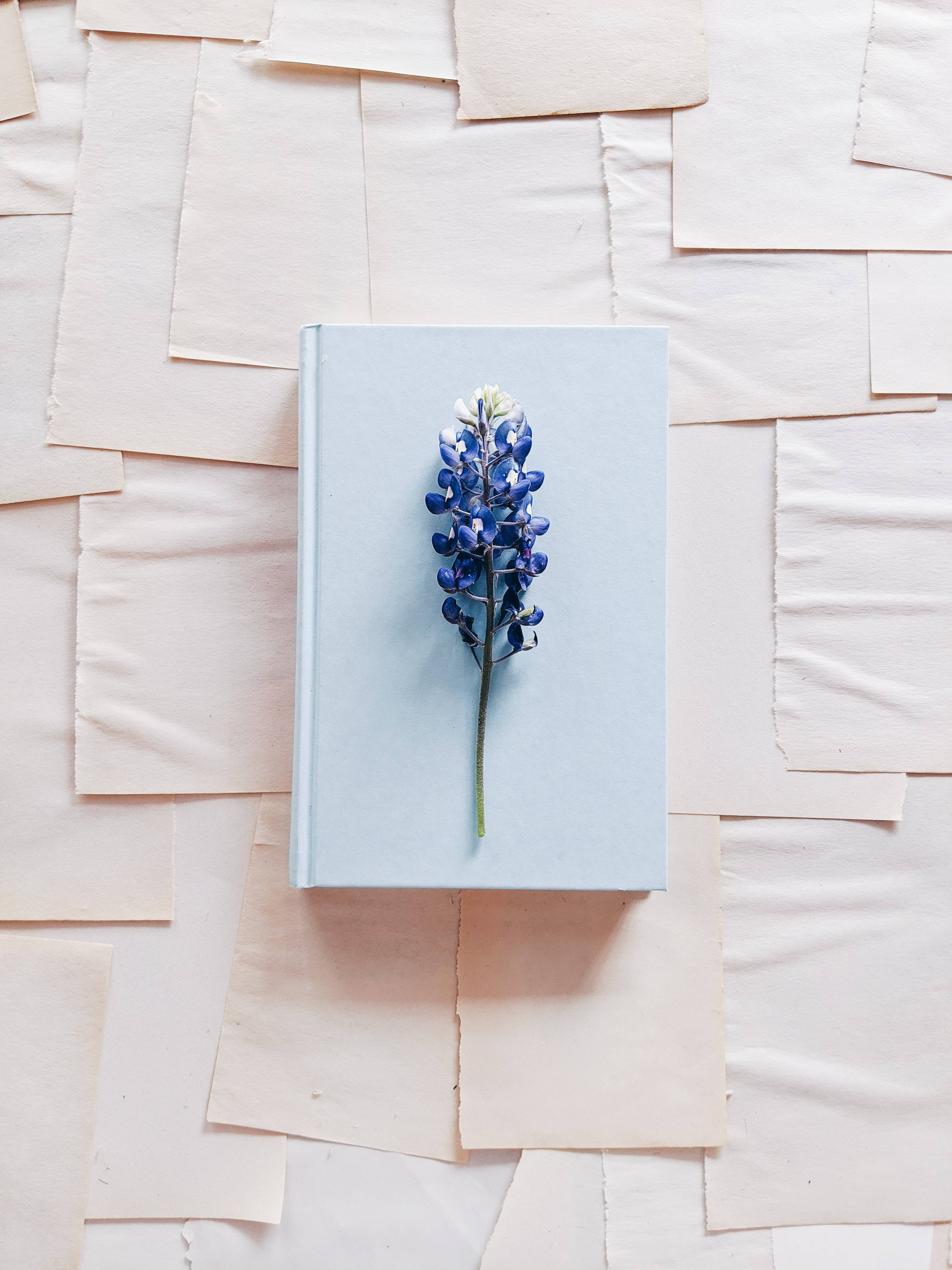 Cute Blue Aesthetic Bluebonnet Flower Wallpaper